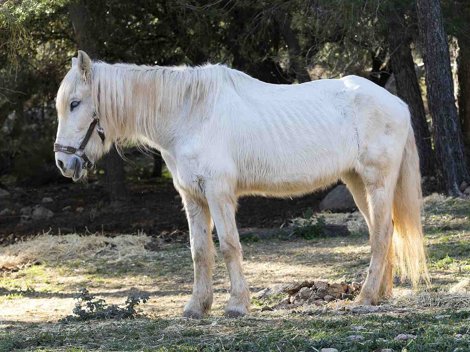 Side view of white pony with ribs showing and long mane.