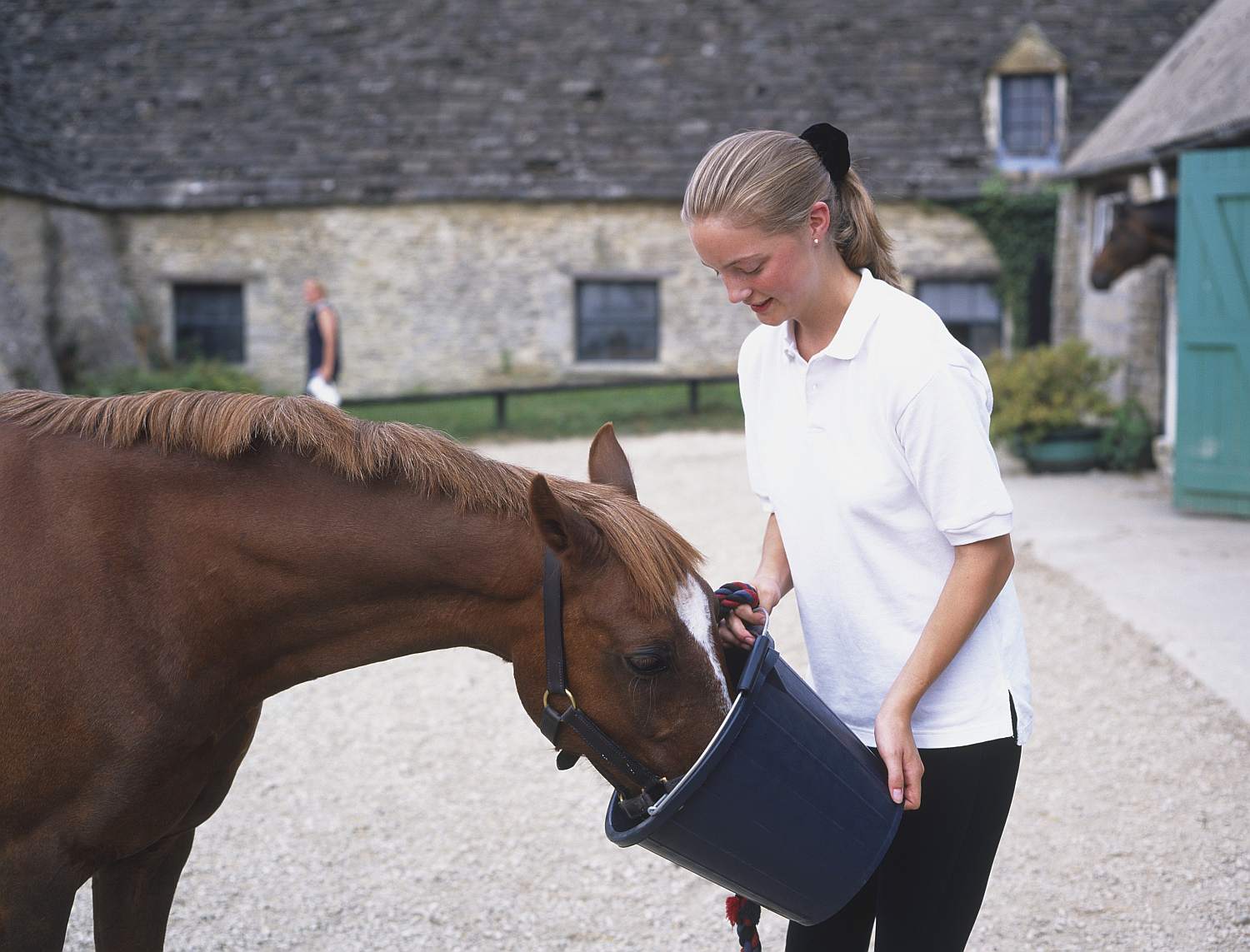 Girl feeding brown horse out of bucket.