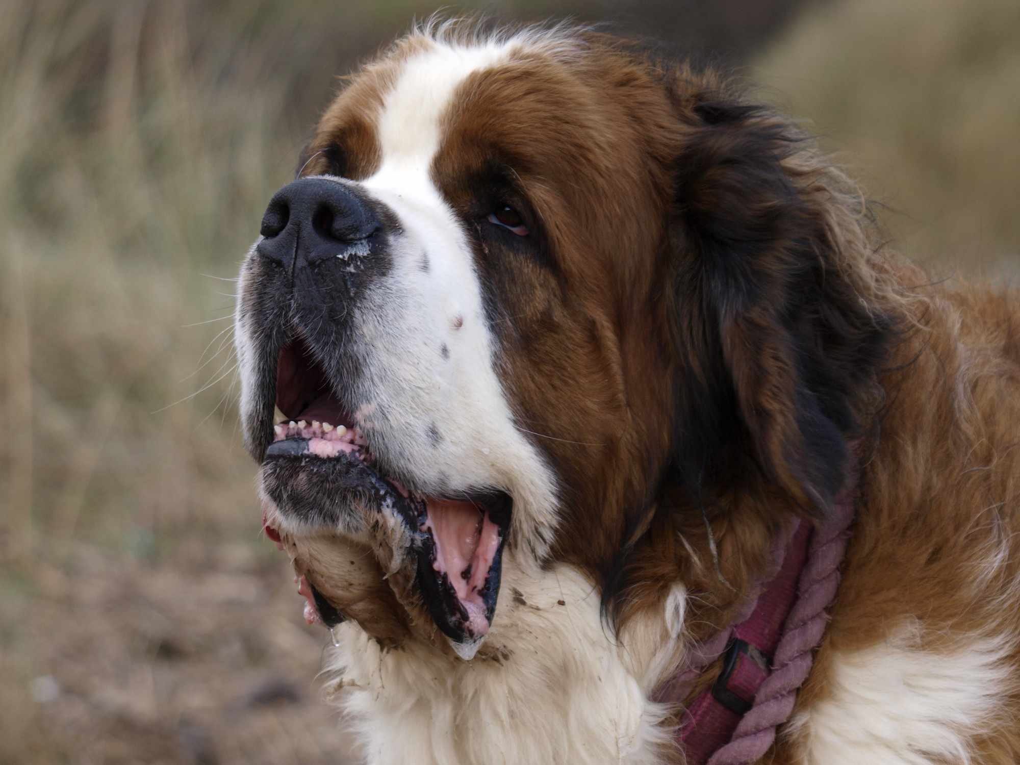 A Profile shot of a Saint Bernard dog drooling