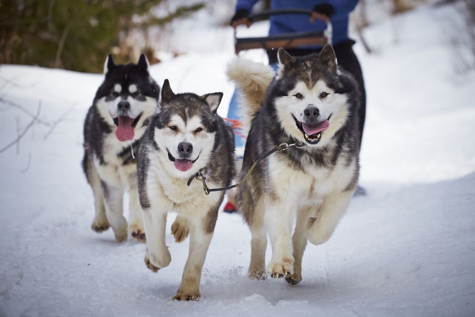 Three sled dogs in the snow