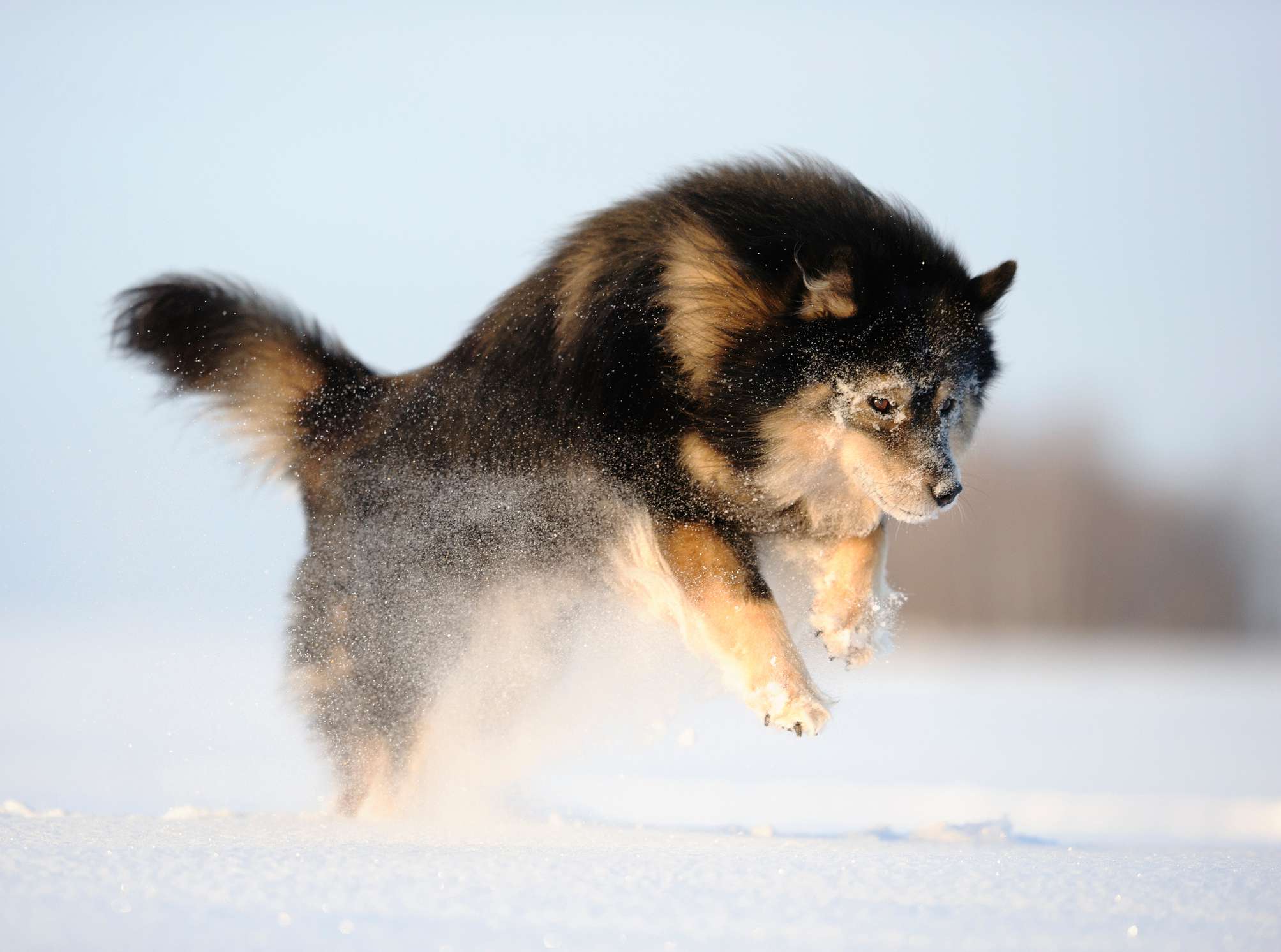 Finnish Lapphund jumping in the snow