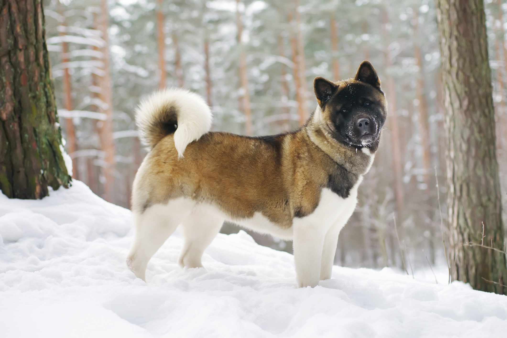 Japanese Akita standing in the snow