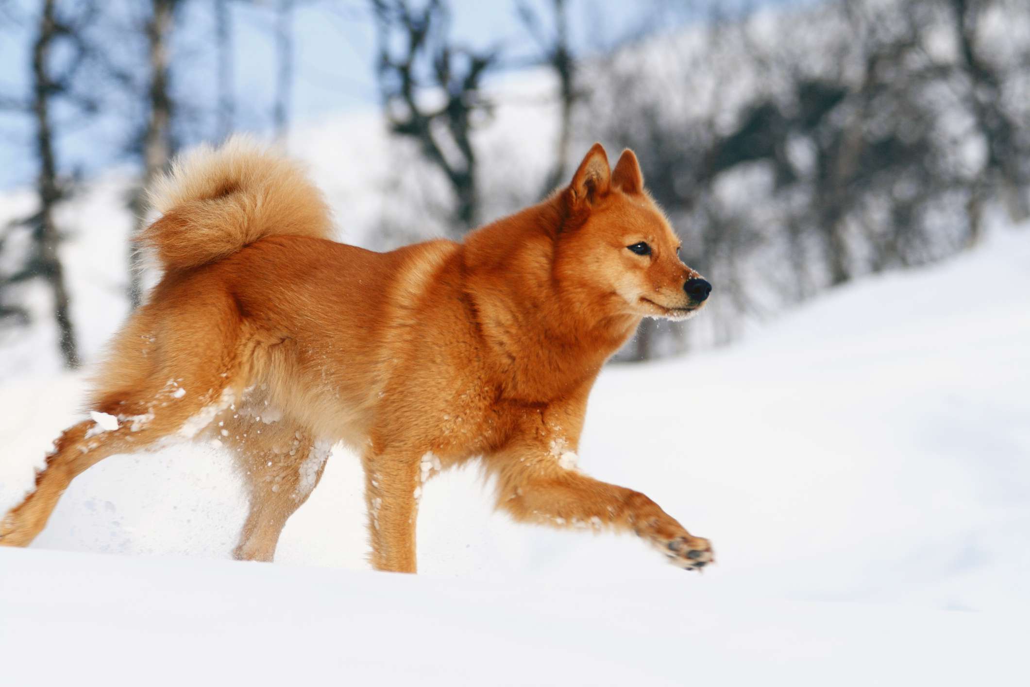 Finnish Spitz trotting through the snow