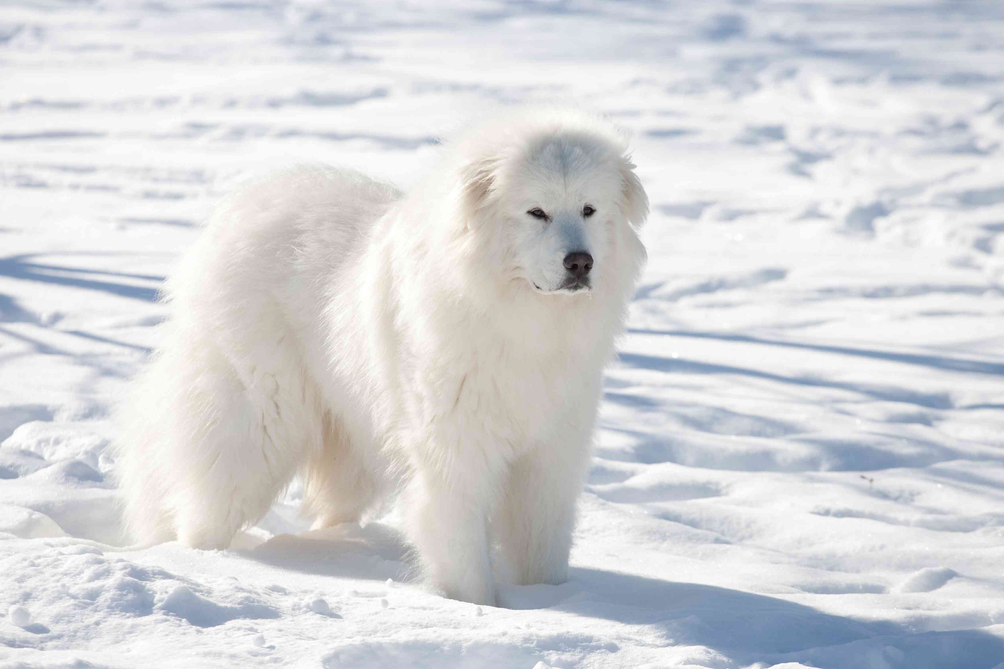 Great Pyrenees Dog standing in the snow