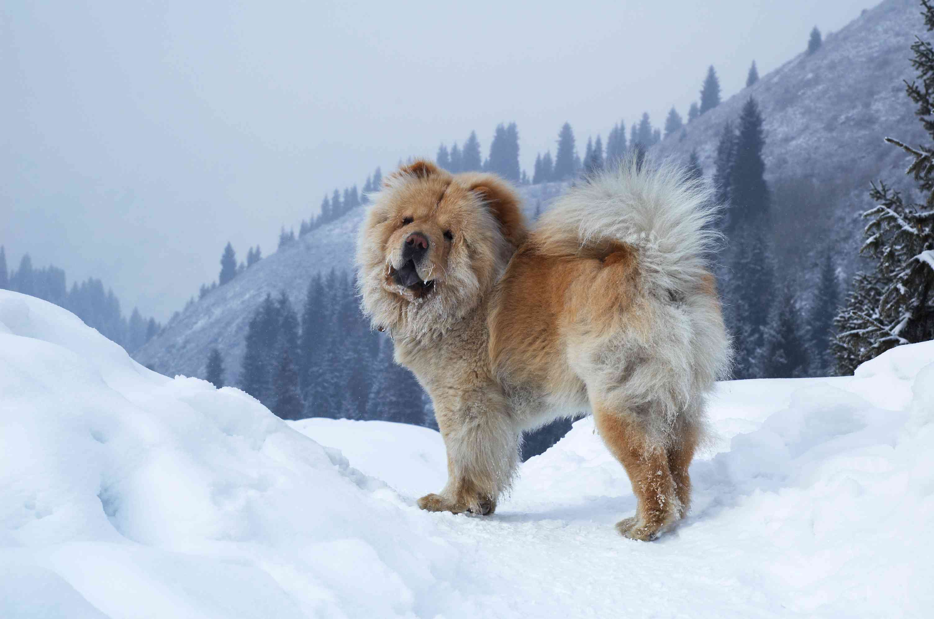 Chow Chow standing in the snow with mountains in the background