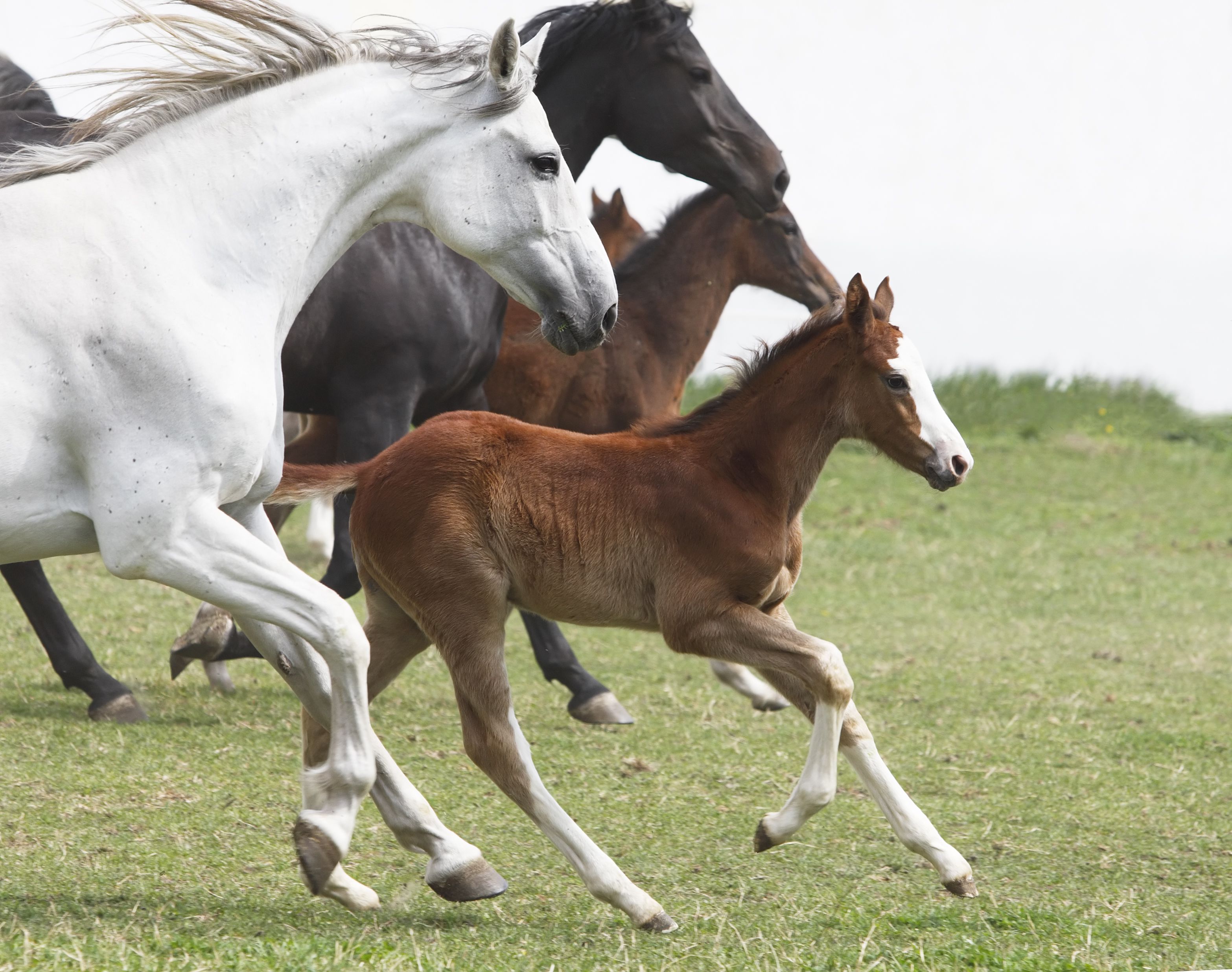 A group of galloping horses and a foal in an open field