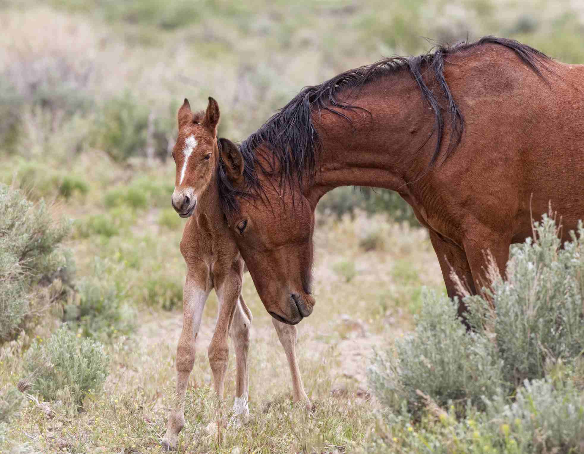 A wild newborn foal with a mare
