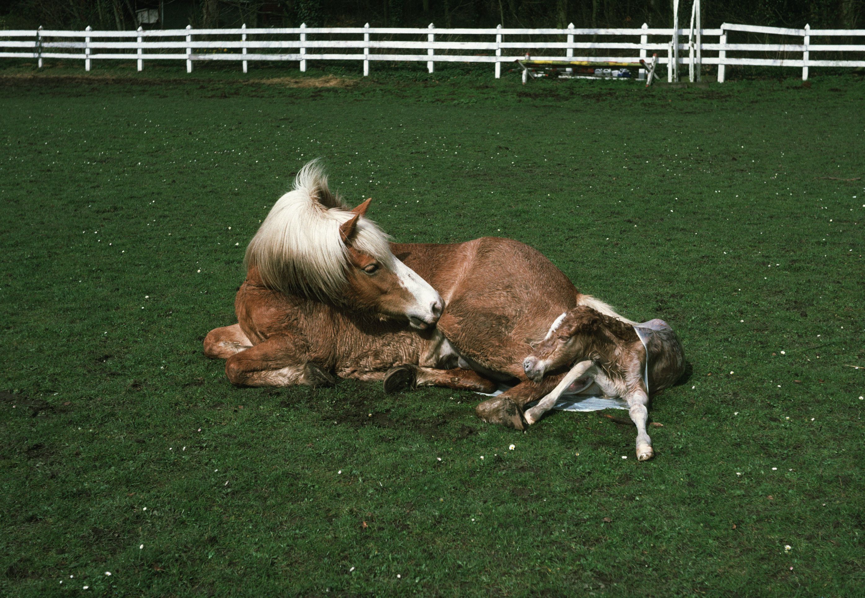 A newborn foal laying on the group with mother