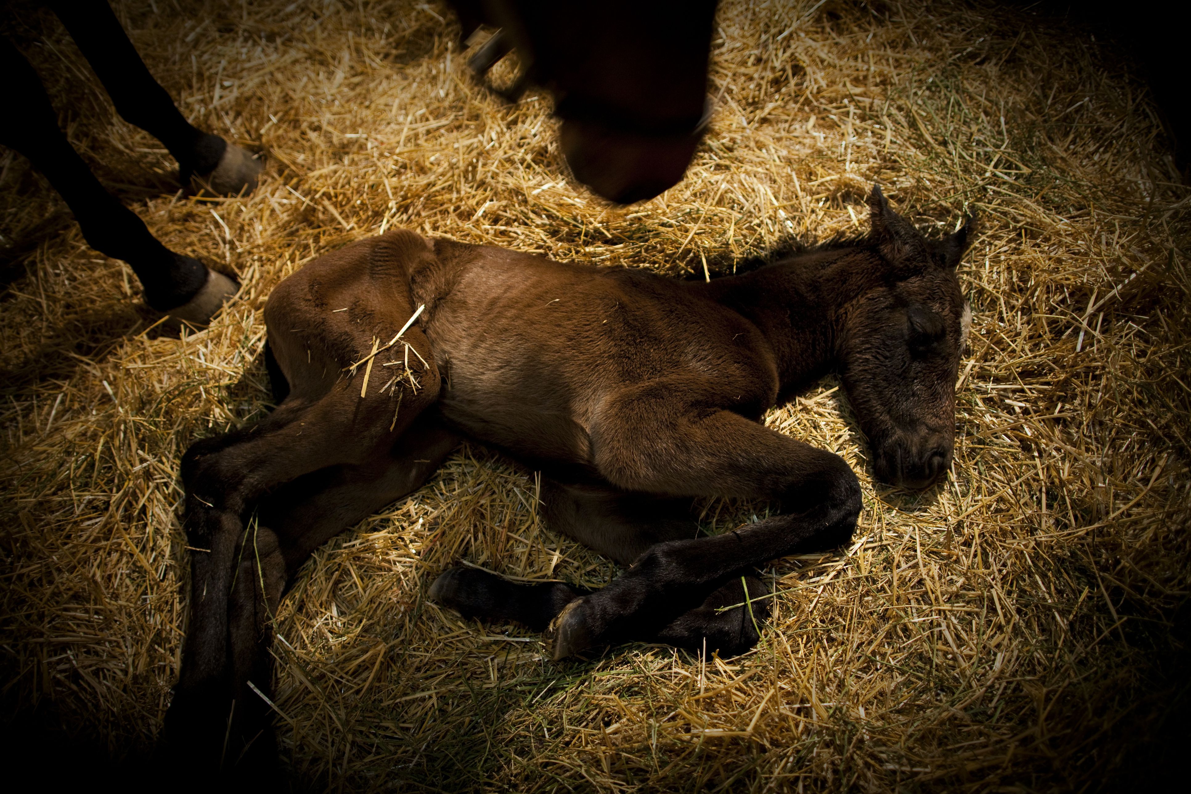 A newborn foal rests as mother tends to it