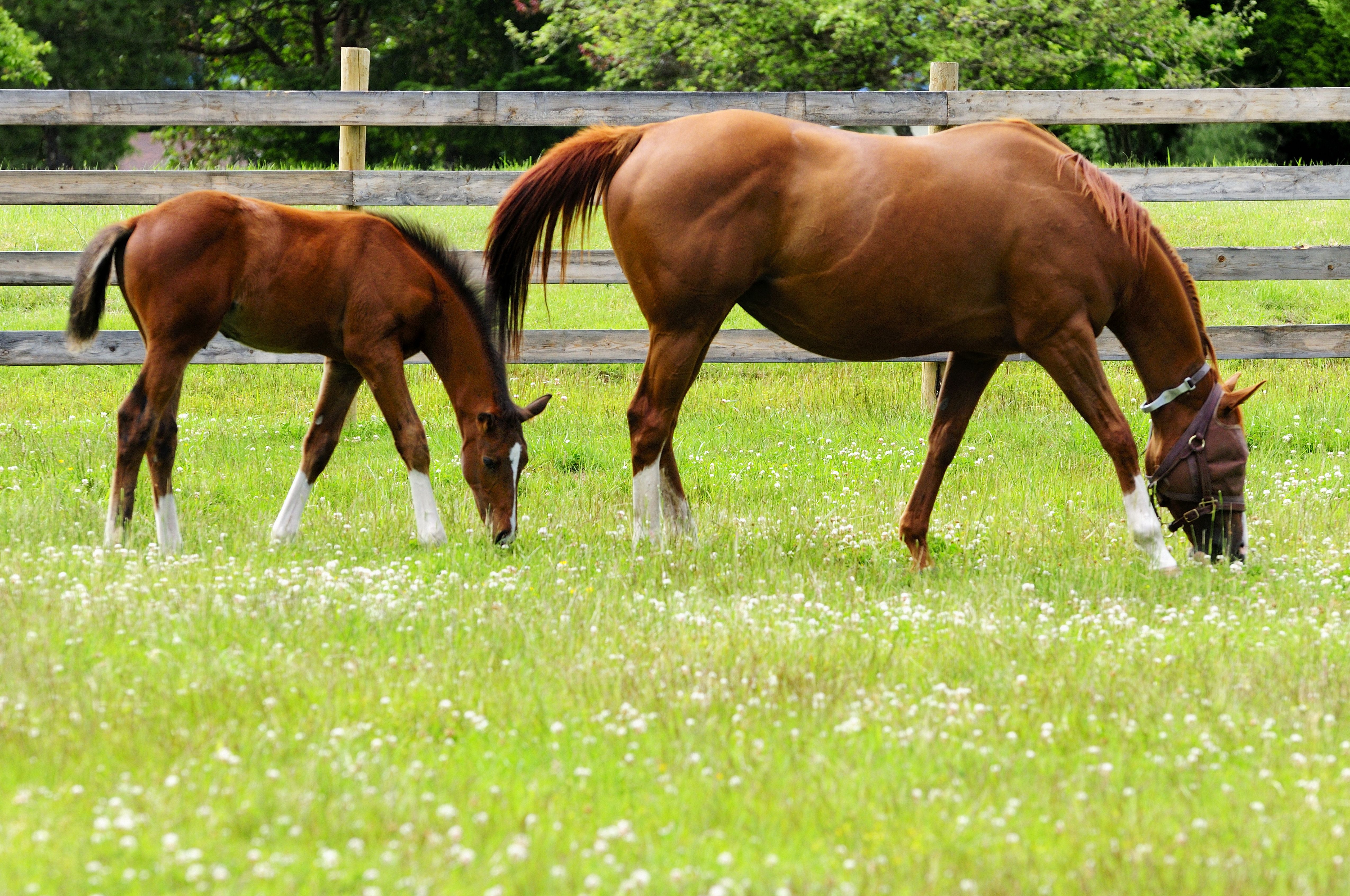A colt and mare eating grass in a field