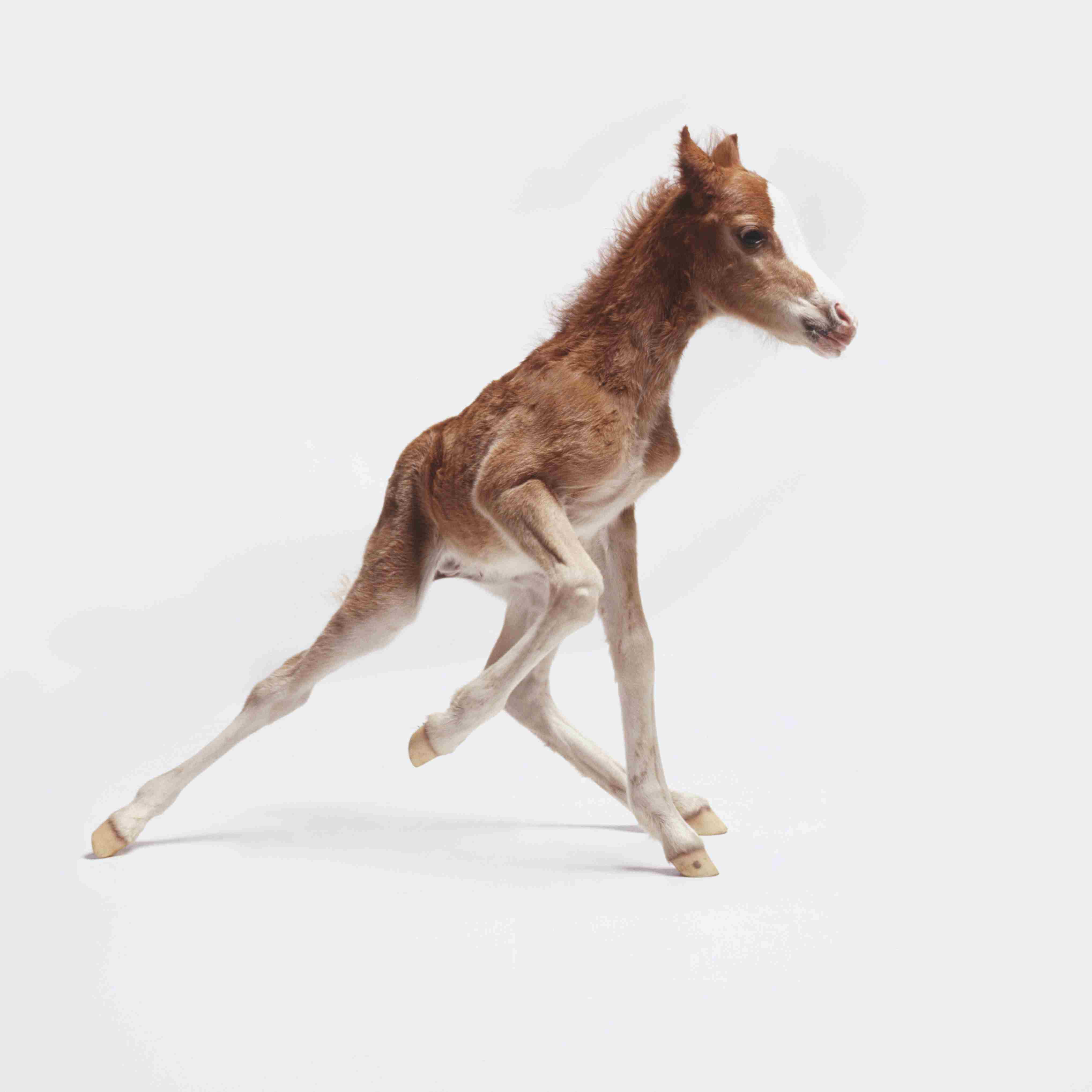 A newborn foal with wobbly legs trying to walk, side view.