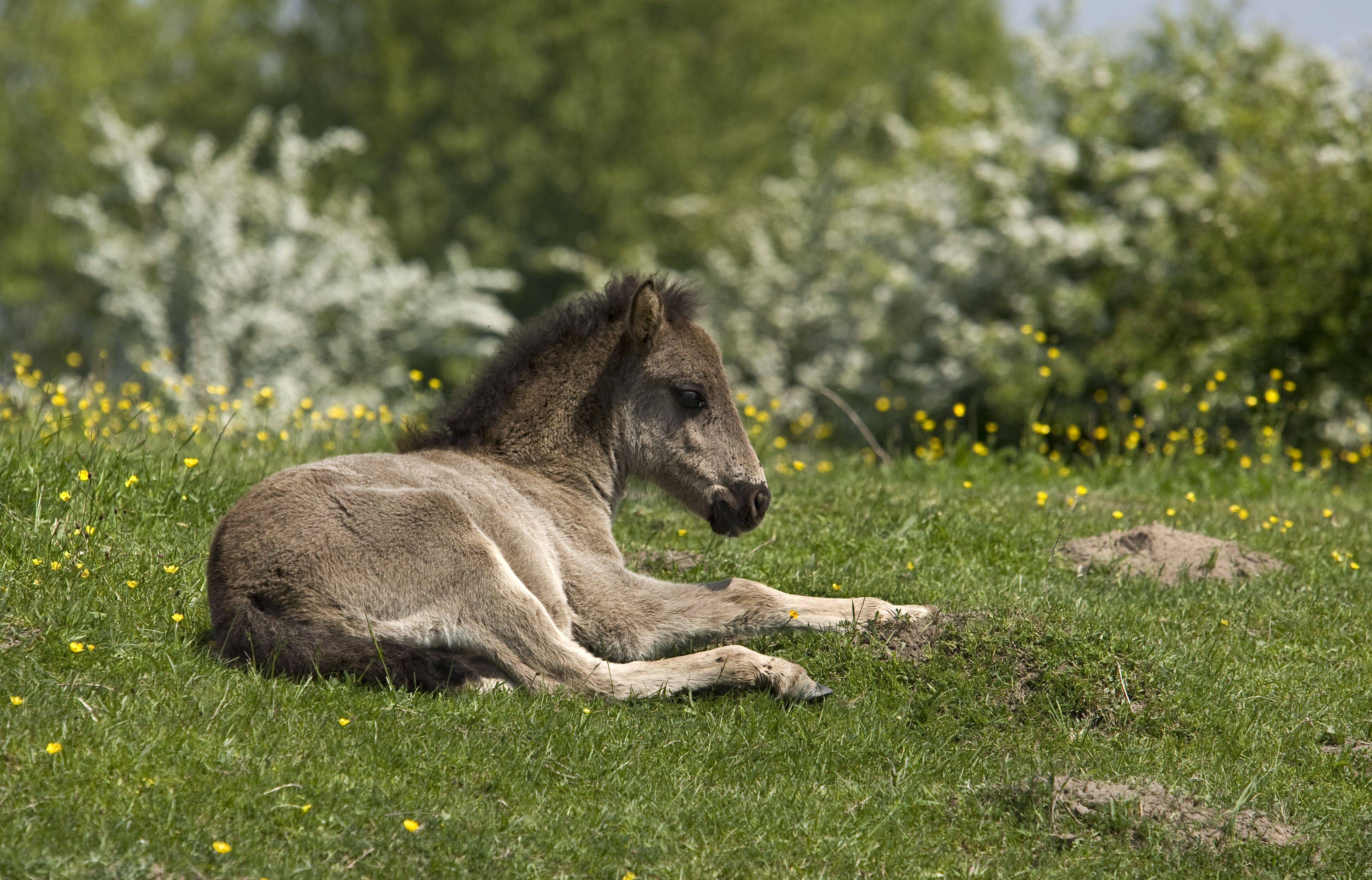 A foal resting in the sun