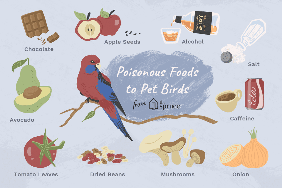 illustration of poisonous foods to pet birds