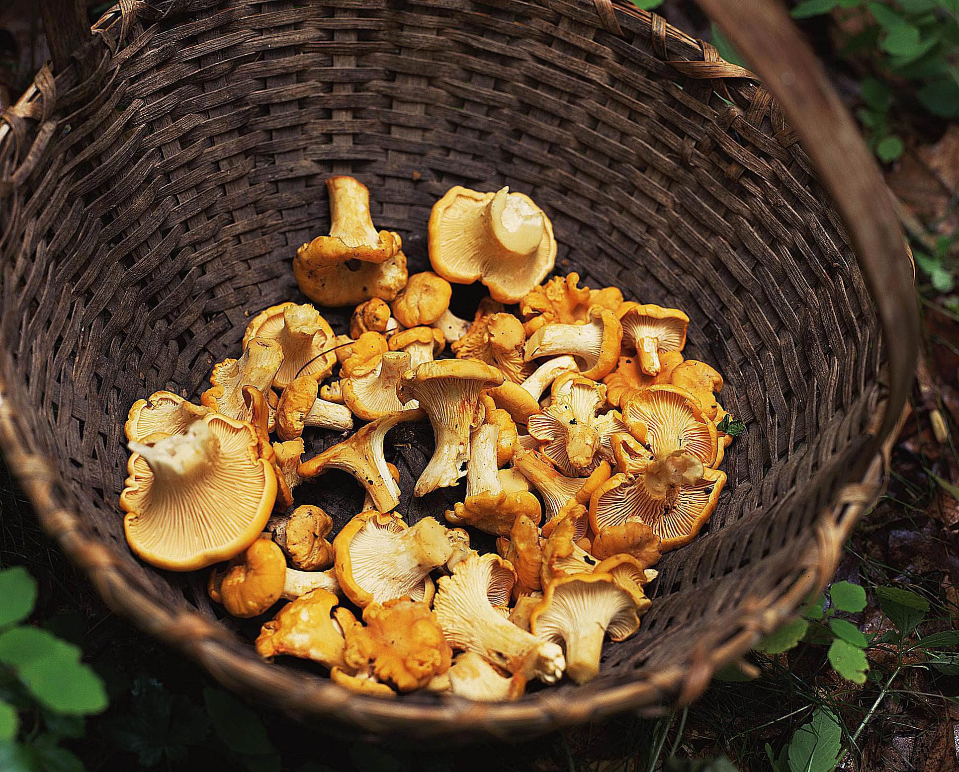 Chanterelle mushrooms in a basket