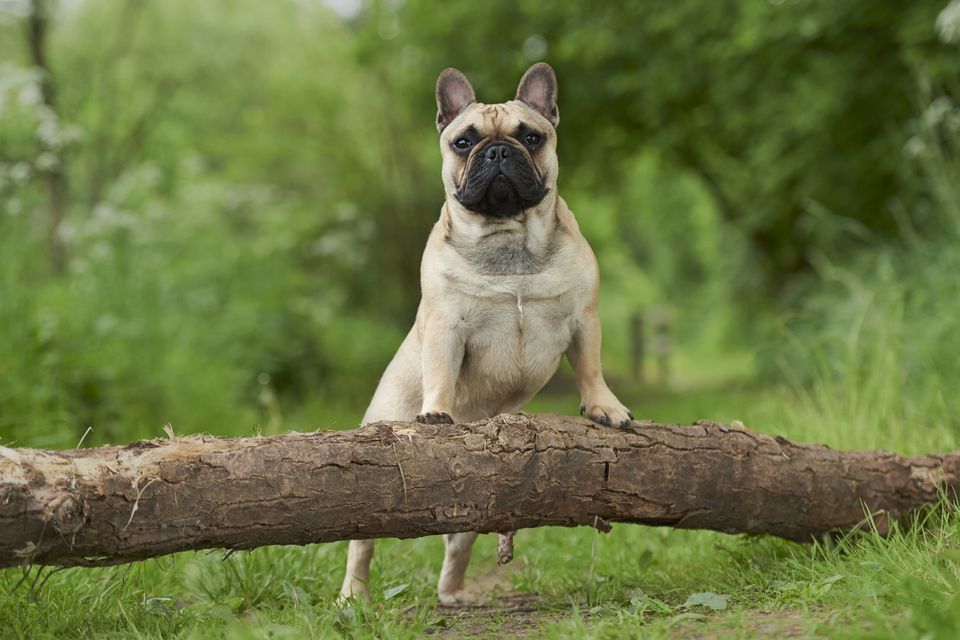 Frenc Bulldog standing with front feet on a log