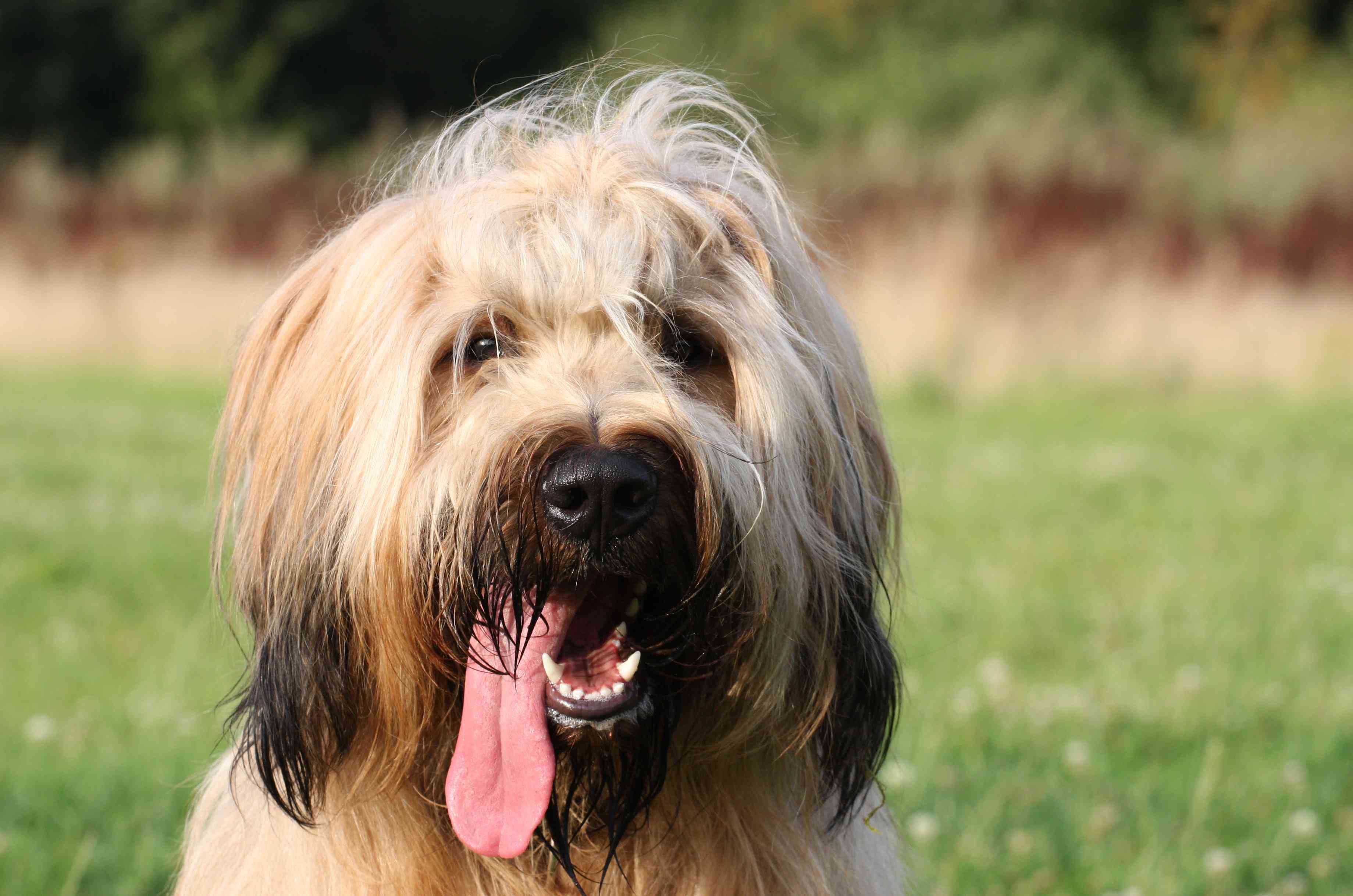 Briard headshot with tongue hanging out on blurred field background