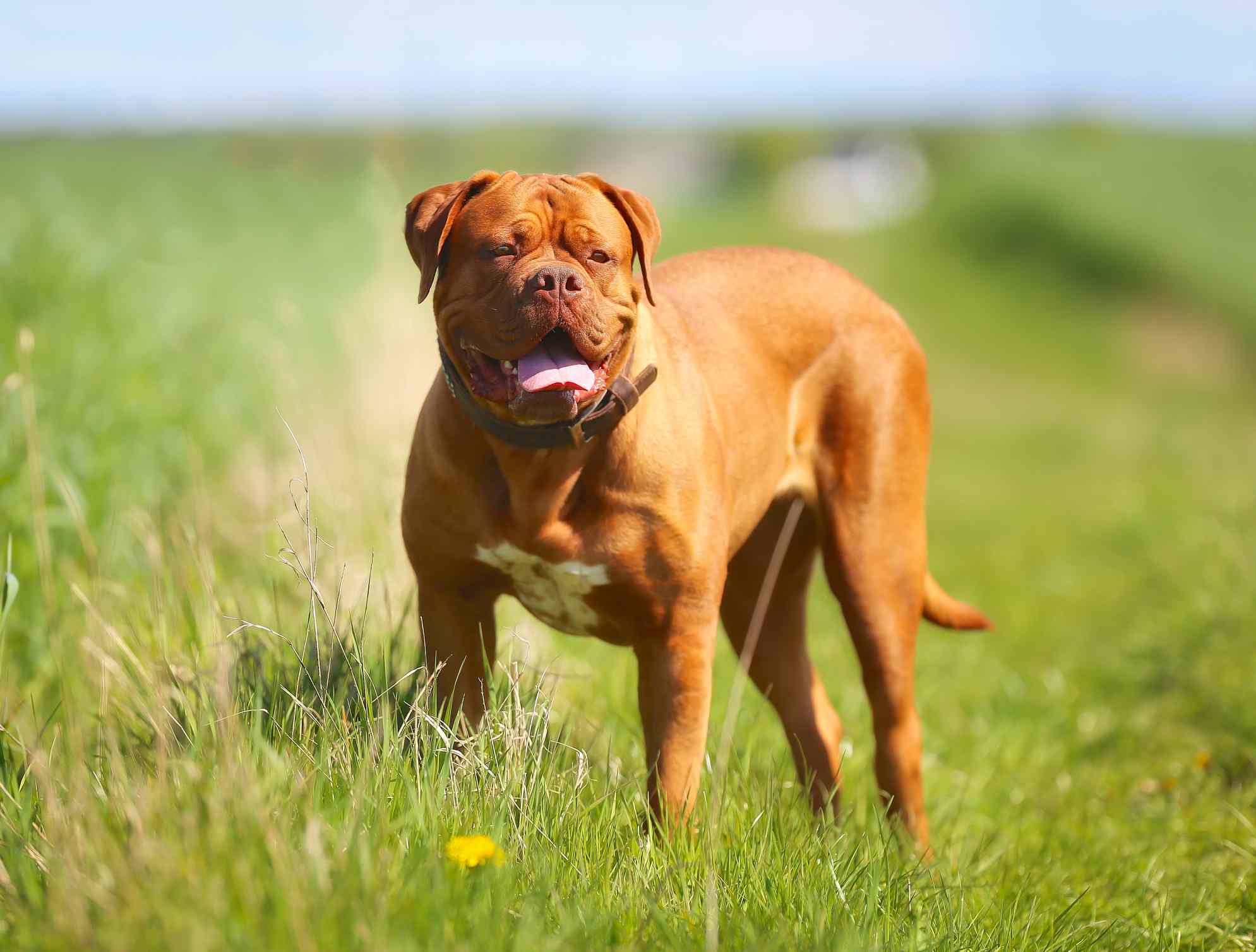 Dogue De Bordeaux standing in a grassy field