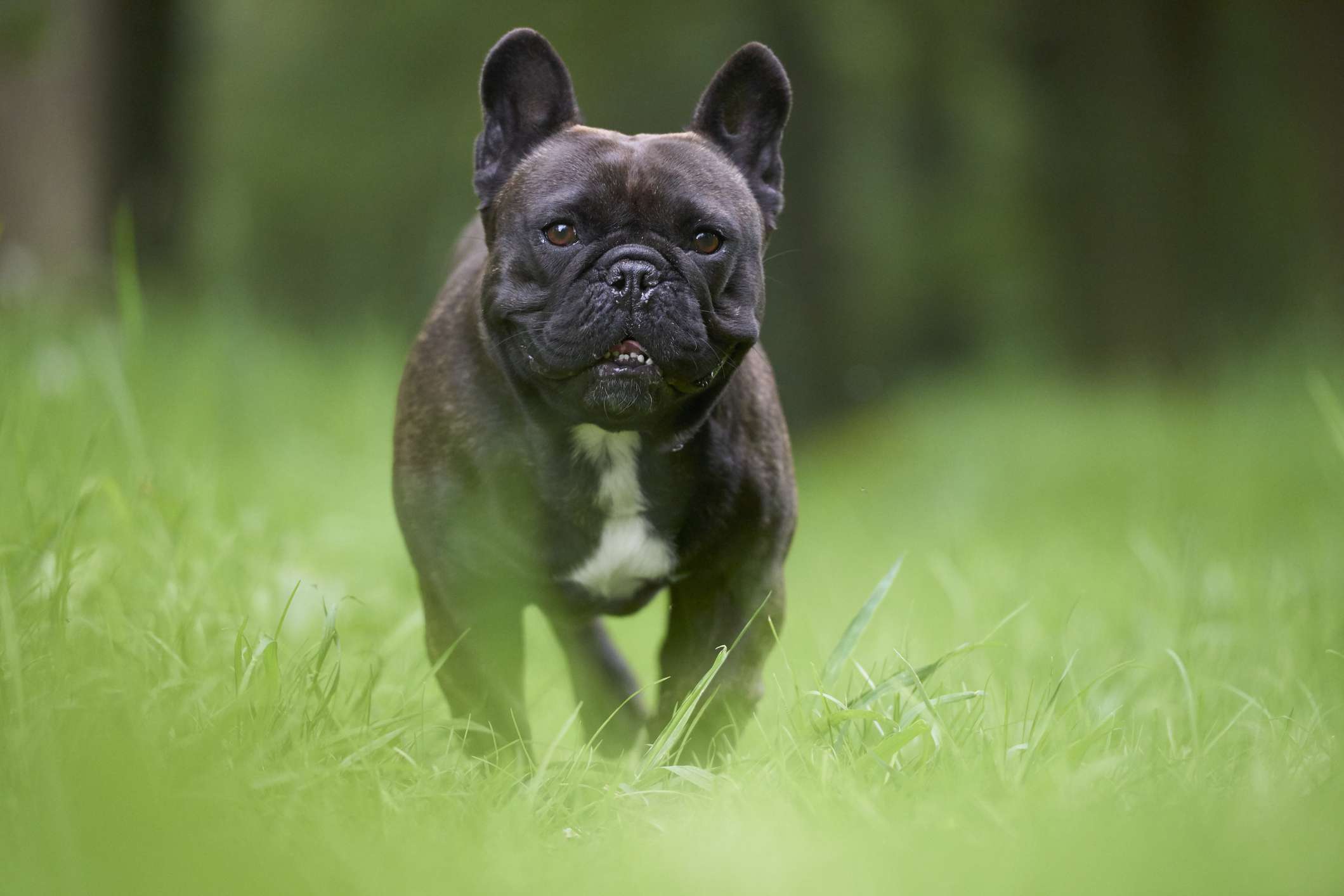 French Bulldog walking through grass