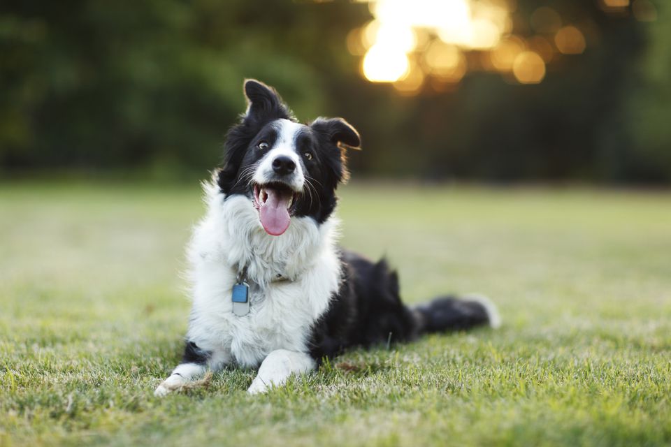 Border Collie lying on the grass