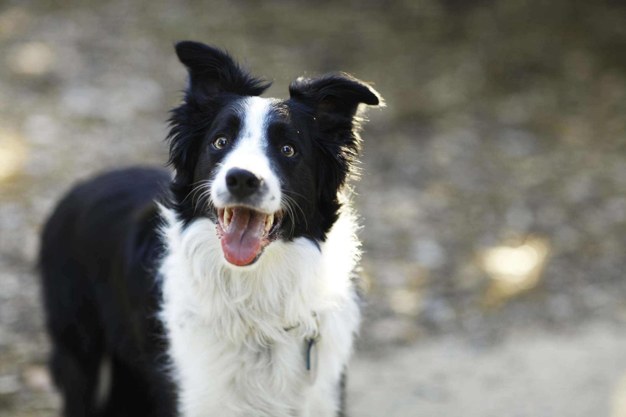 Happy looking Border Collie standing in front of a blurry pebble background