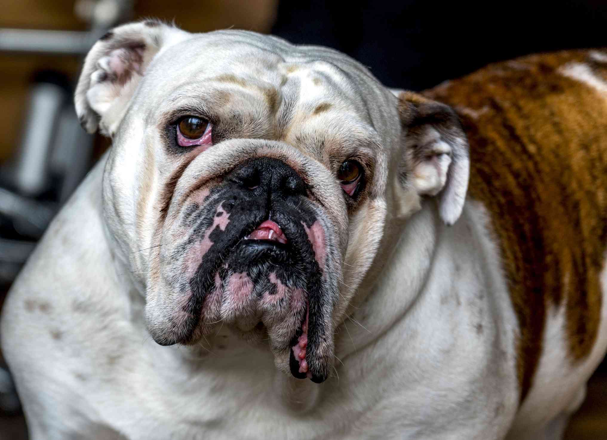 Bulldog close up of face and body