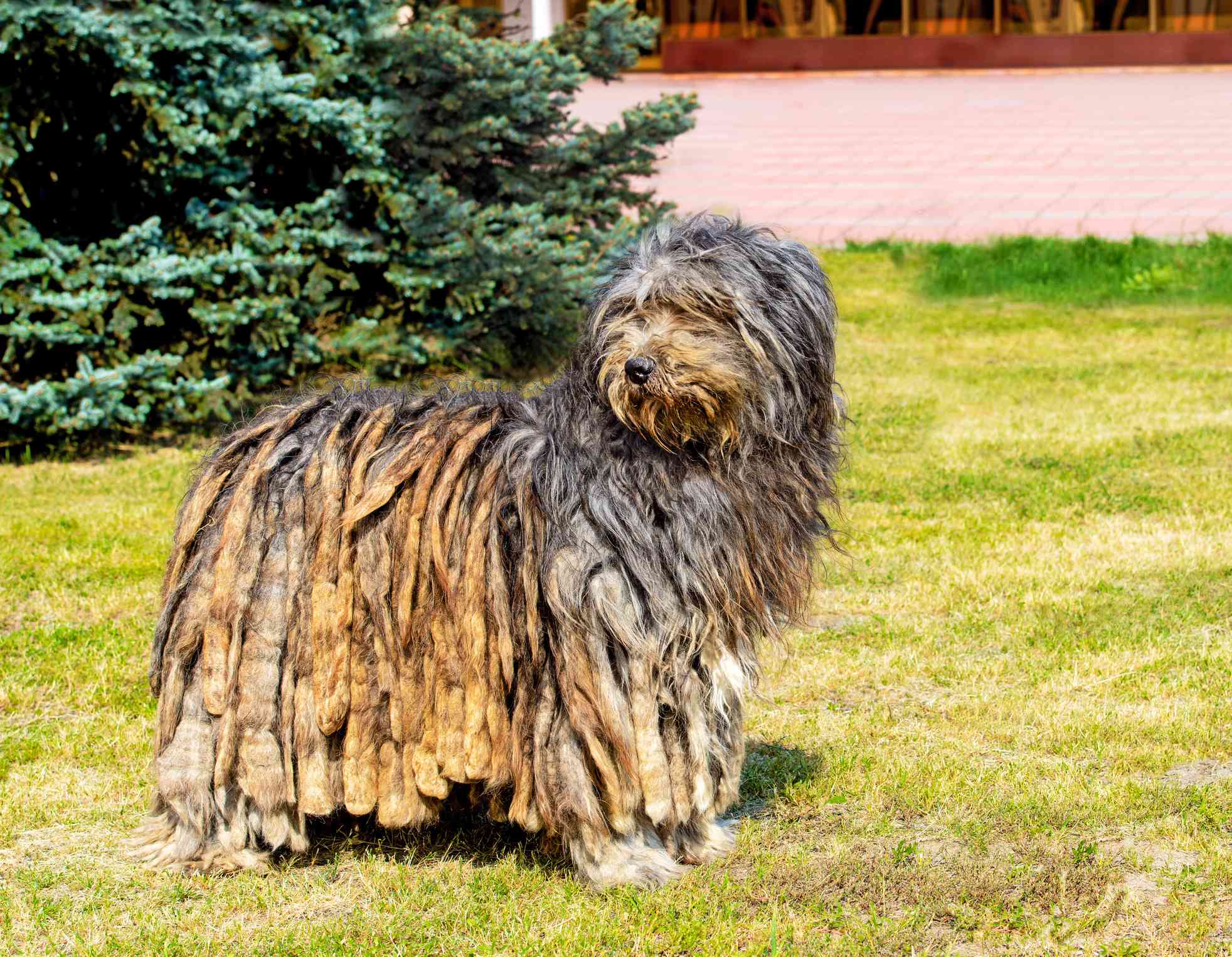 Bergamasco Sheepdog standing on a lawn