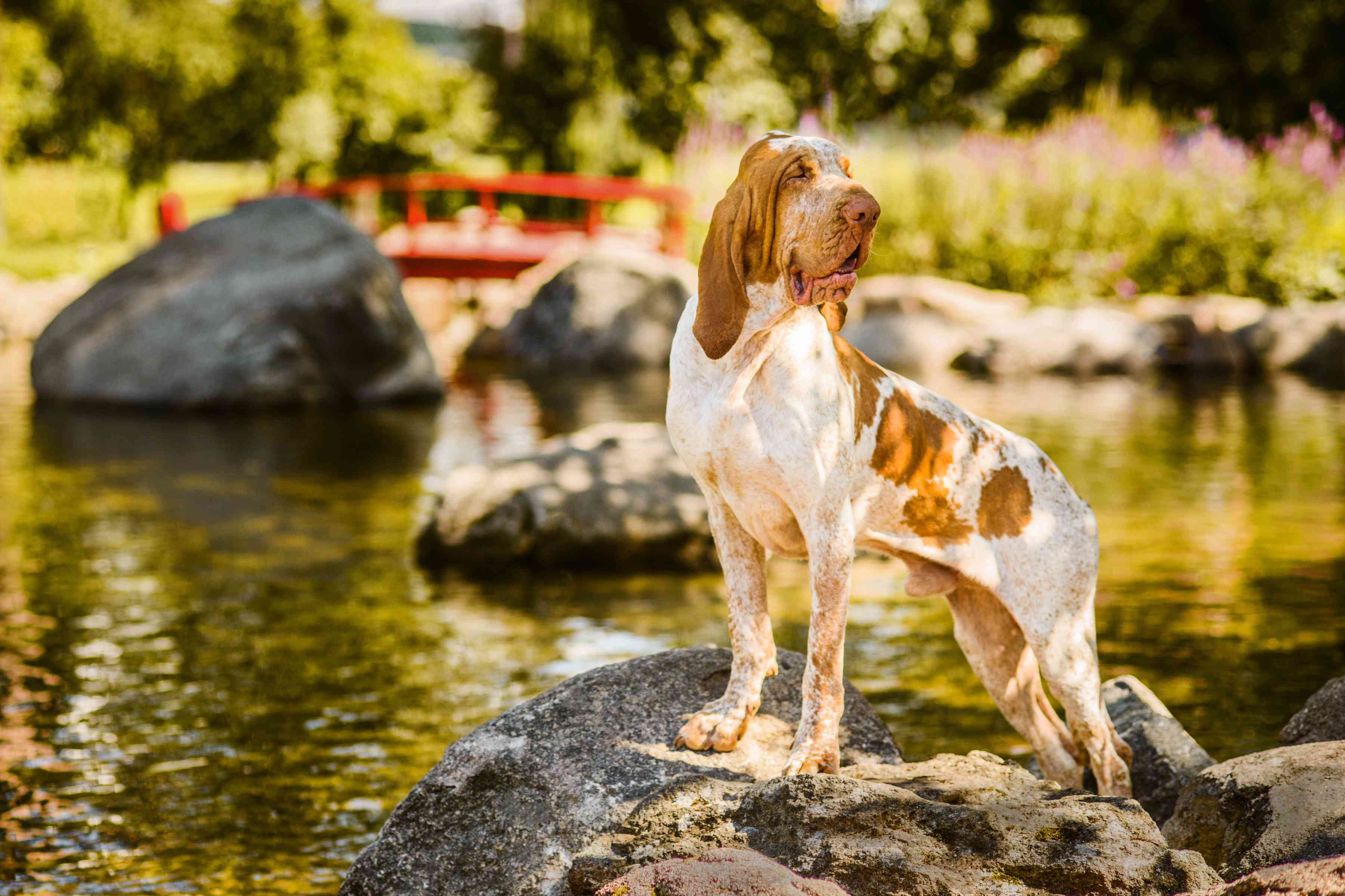 Bracco Italiano standing on a rock in a pond
