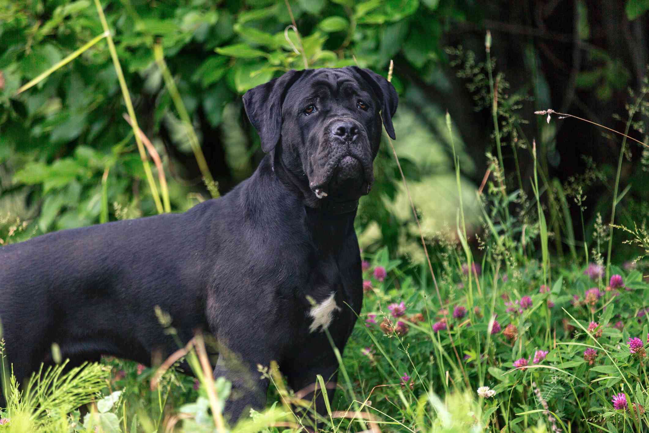 Black Cane Corso standig in long grass