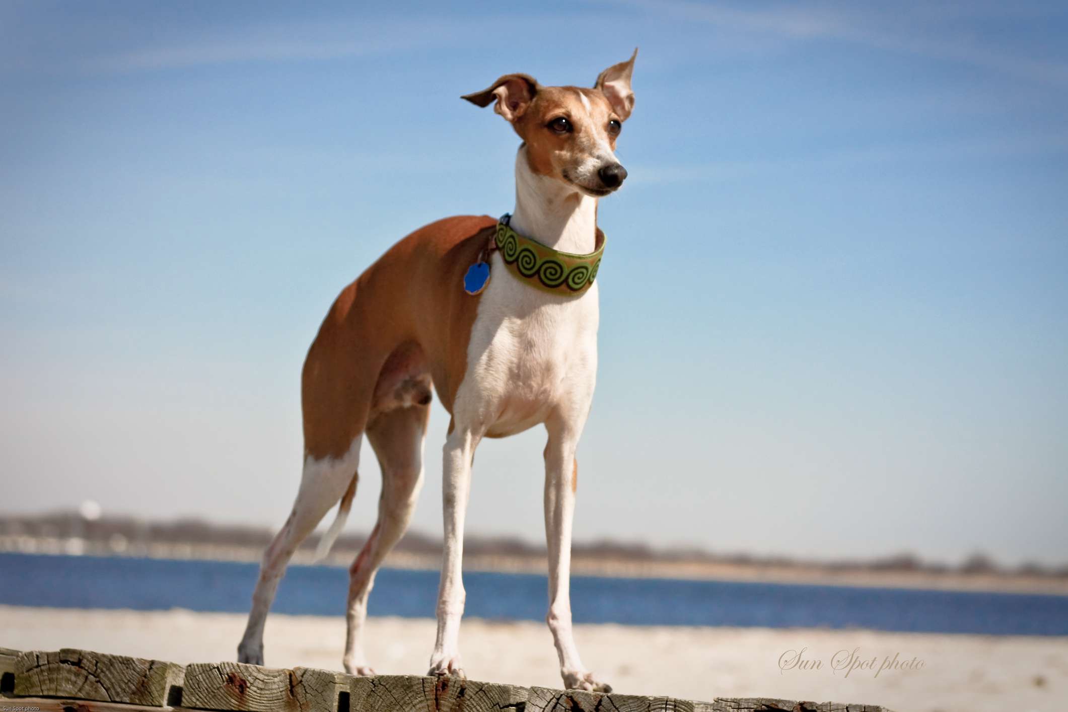 Italian Greyhound standing on pier with lake in background