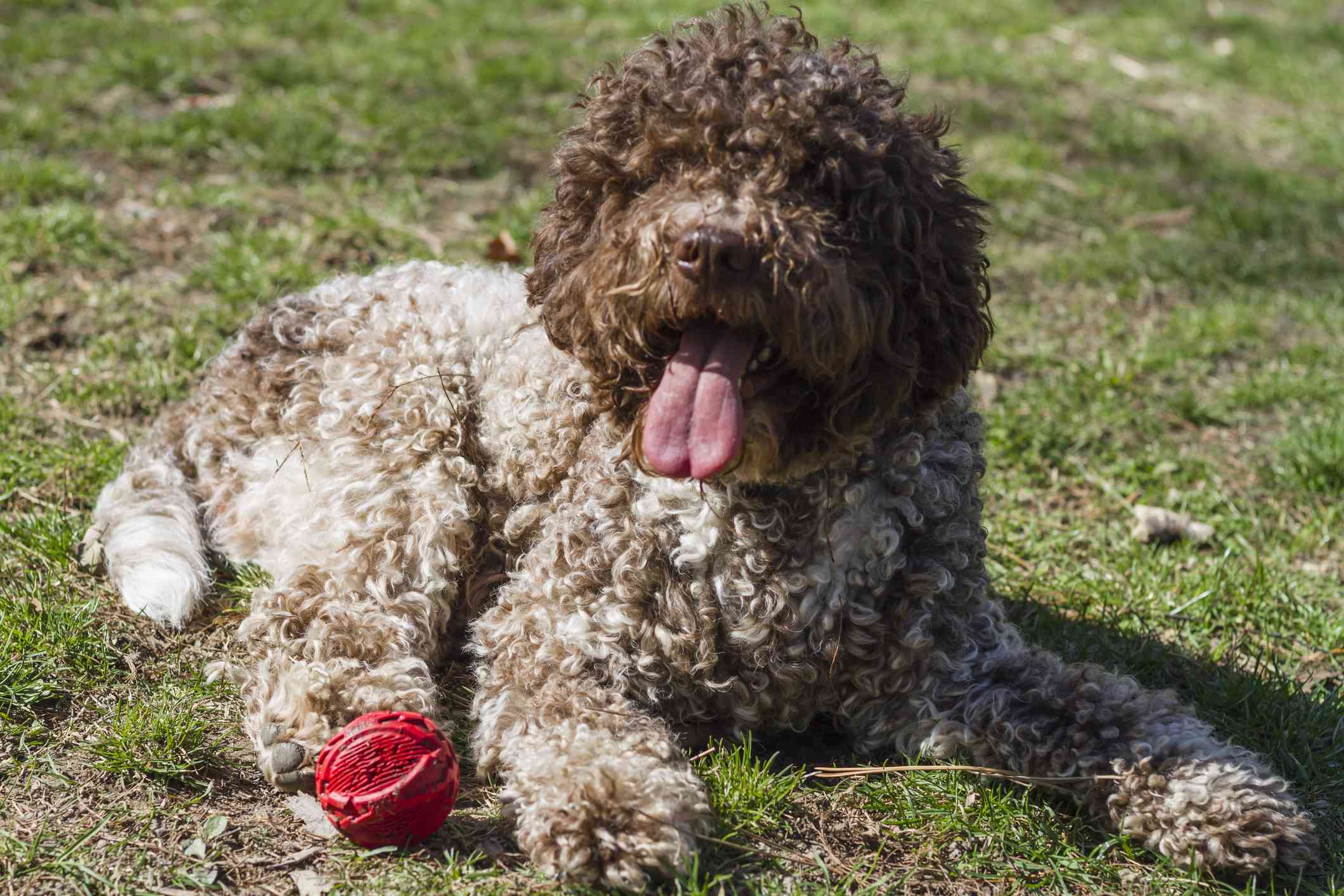 Lagotto Romagnolo lying in grass beside a ball