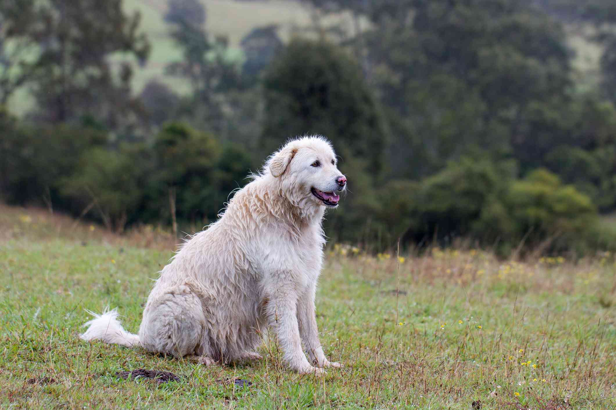 Maremma Sheepdog sitting in grass in field