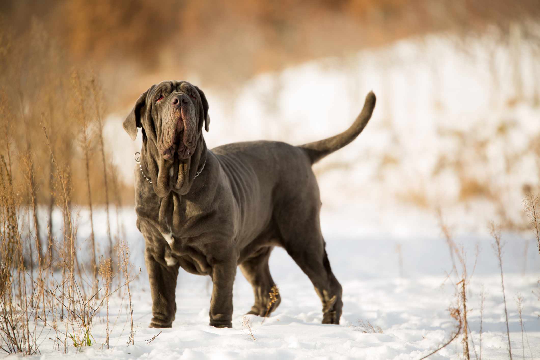 Neapolitan Mastiff standing in the snow