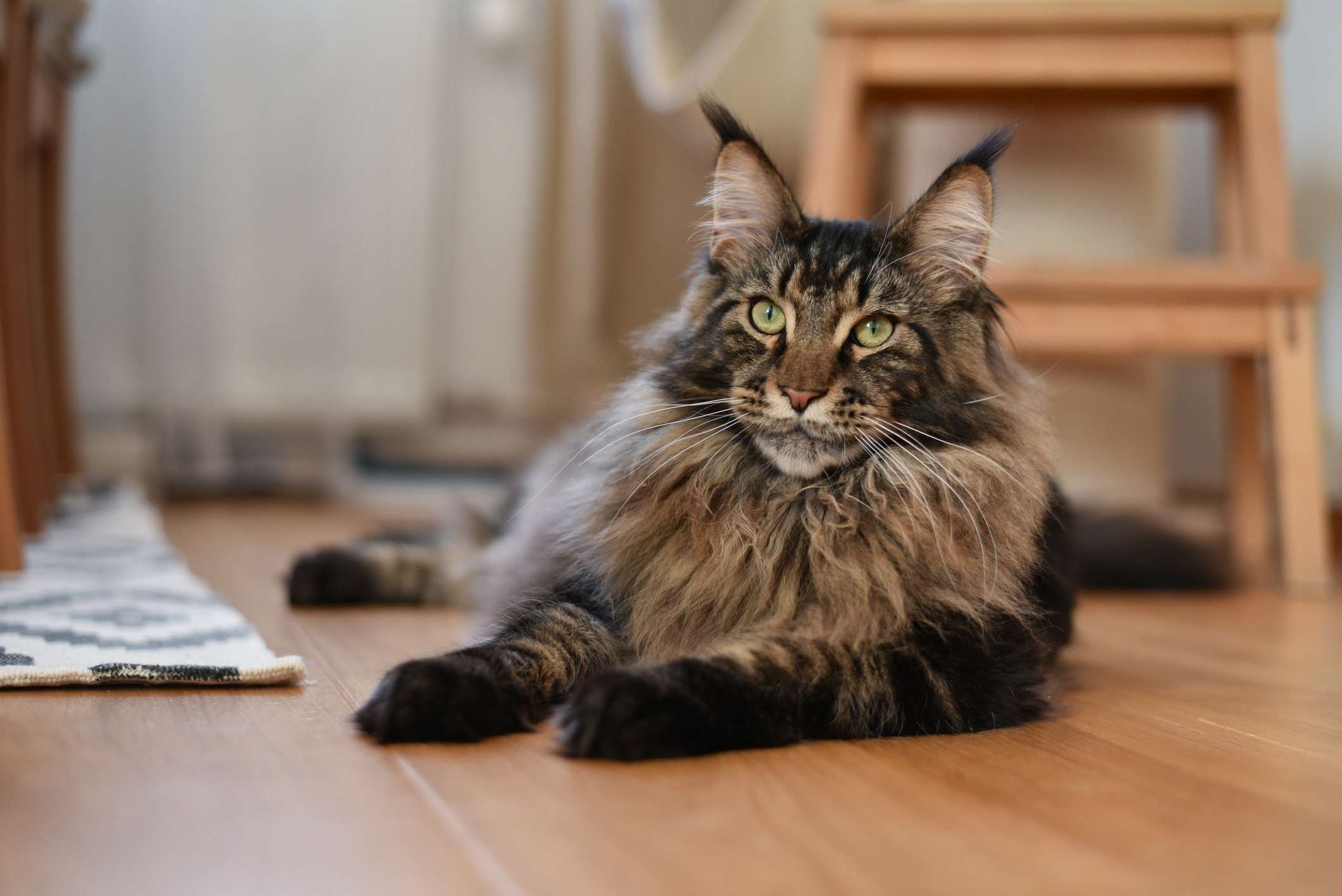 A brown tabby Maine Coon cat with pointed ears laying on wood floor and looking past camera.