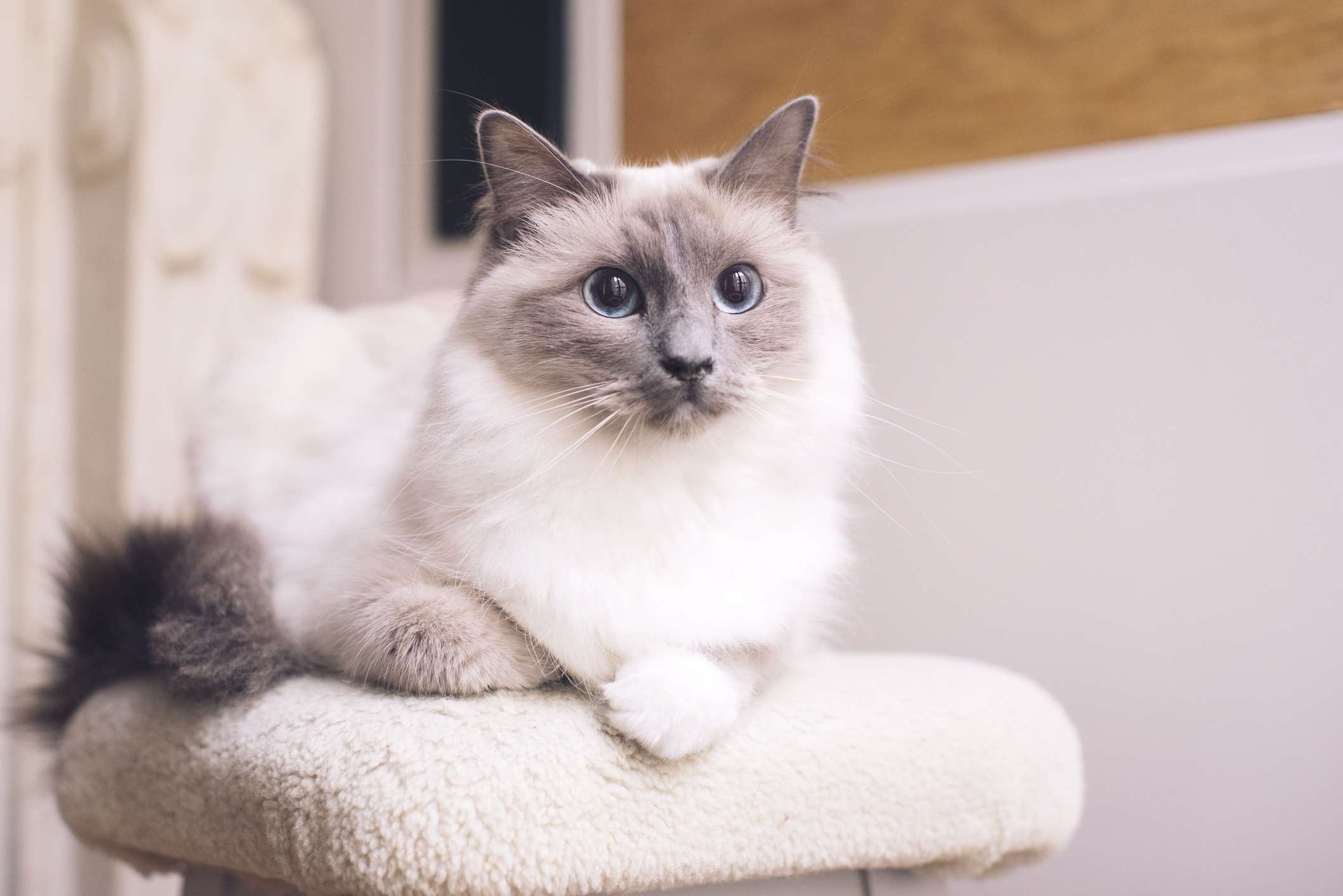 A white fluffy cat with grey markings on its tail, ears, and face sitting on a white cat tree.
