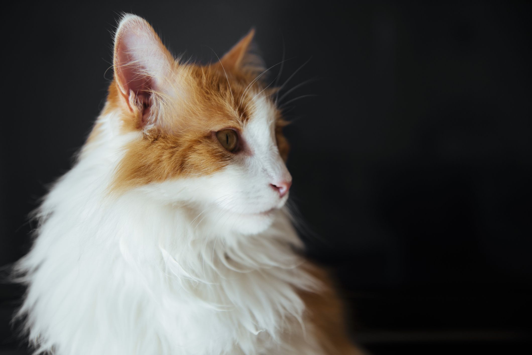 A large, fluffy cat with orange and white markings in front of a solid black background.