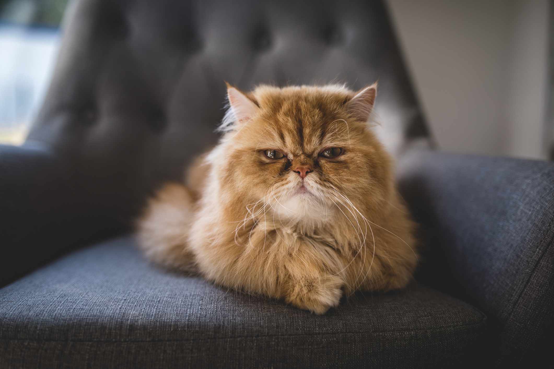 A flat-faced orange Persian cat staring at the camera laying on a plush chair.