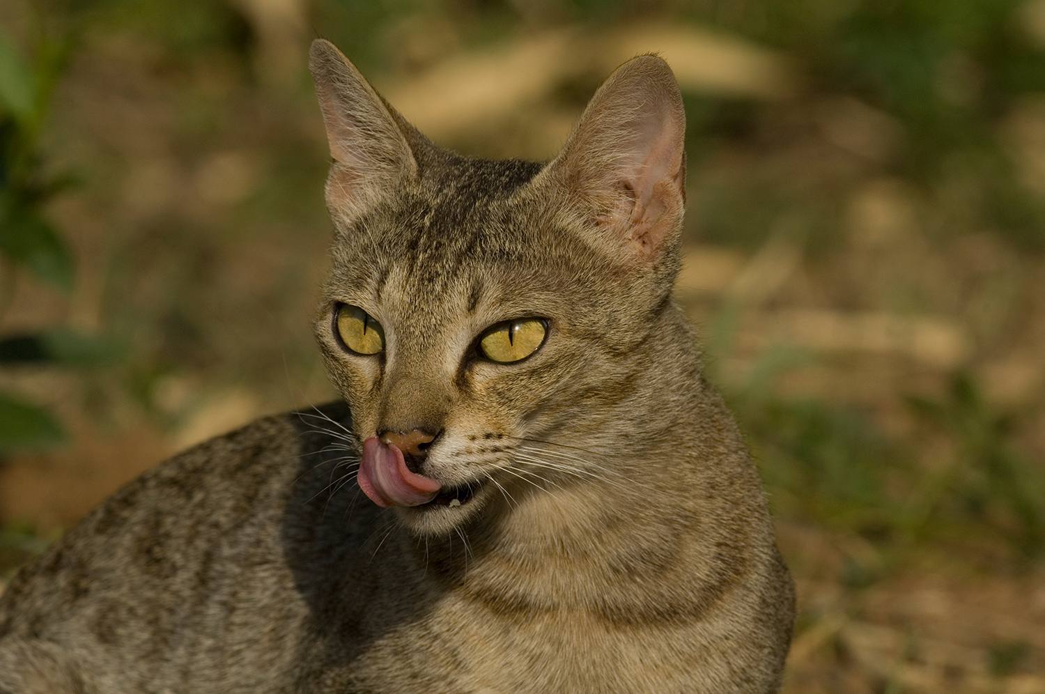 Chausie (Felis silvestris catus x Felis chaus): hybrid of domestic cat and jungle cat, India
