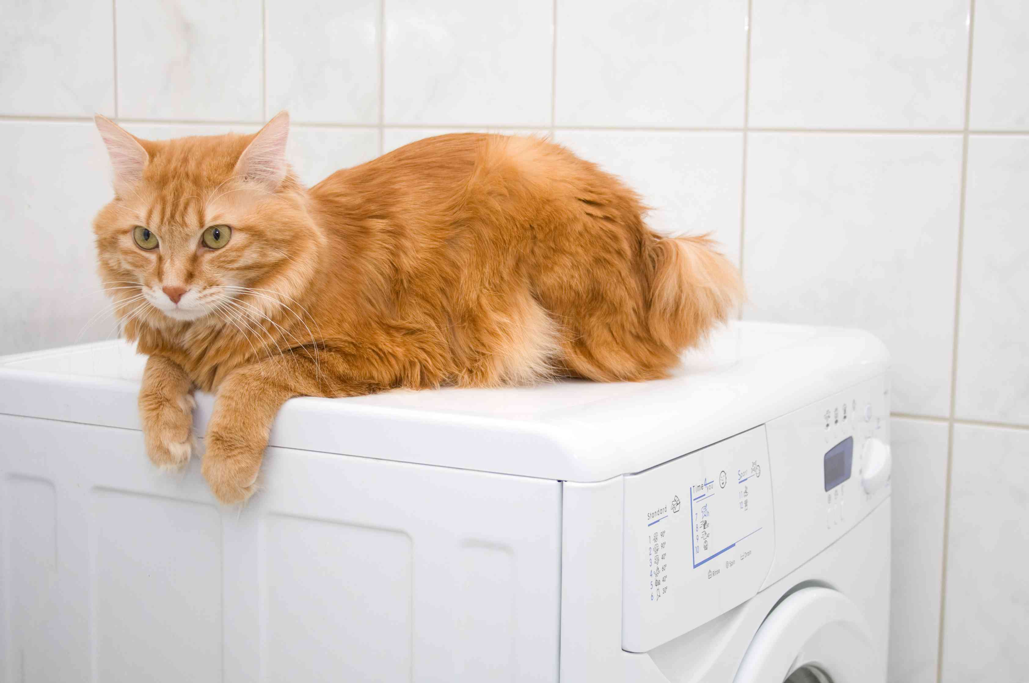 An orange cat with a short, bobbed tail laying on a washing machine.