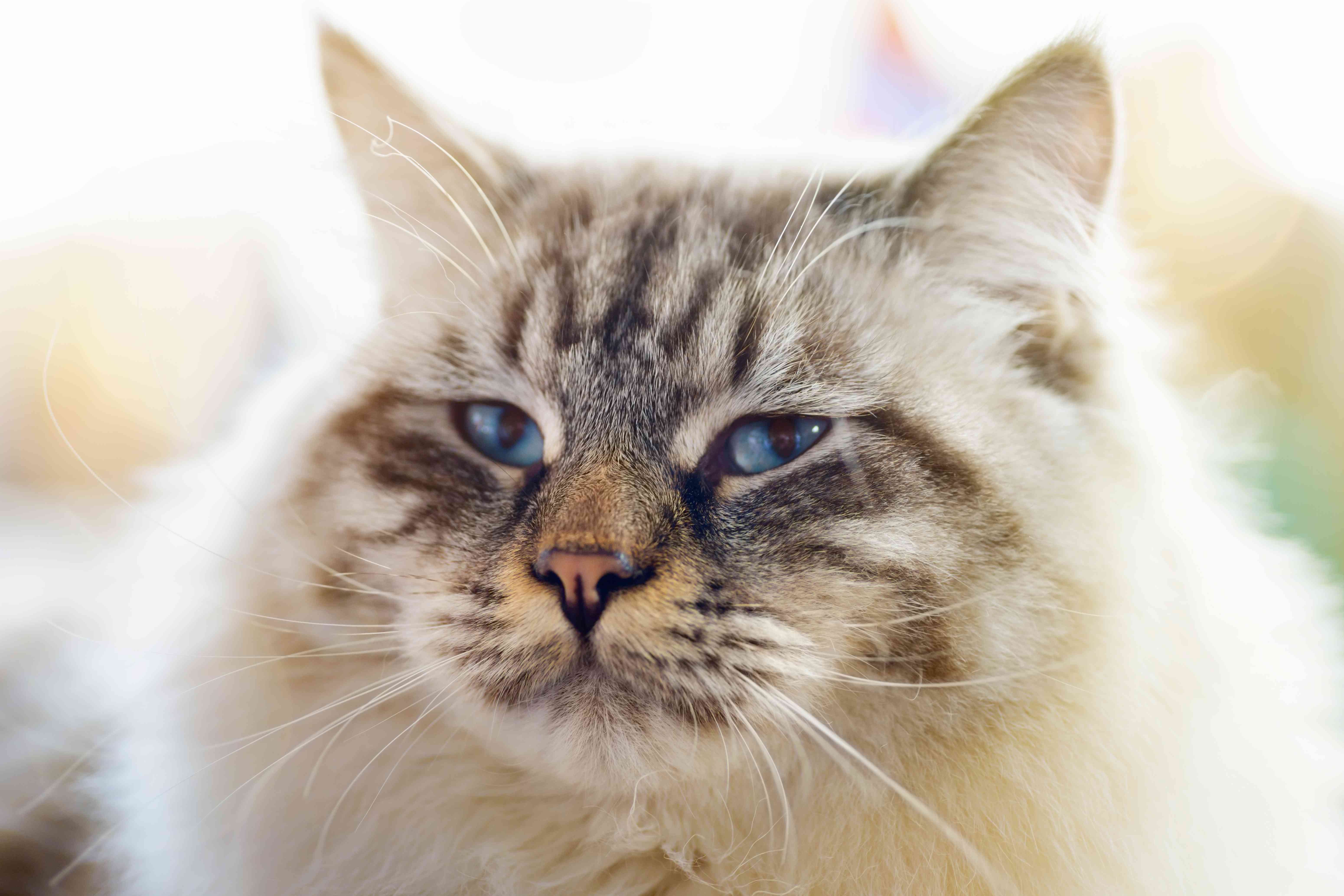A close-up of a ragamuffin cat.
