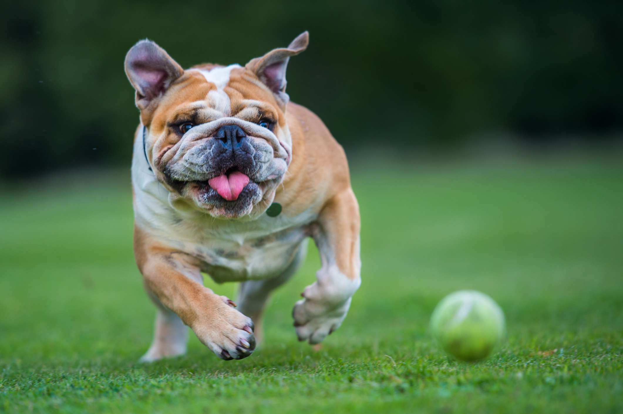 Bulldog running for a ball on grass