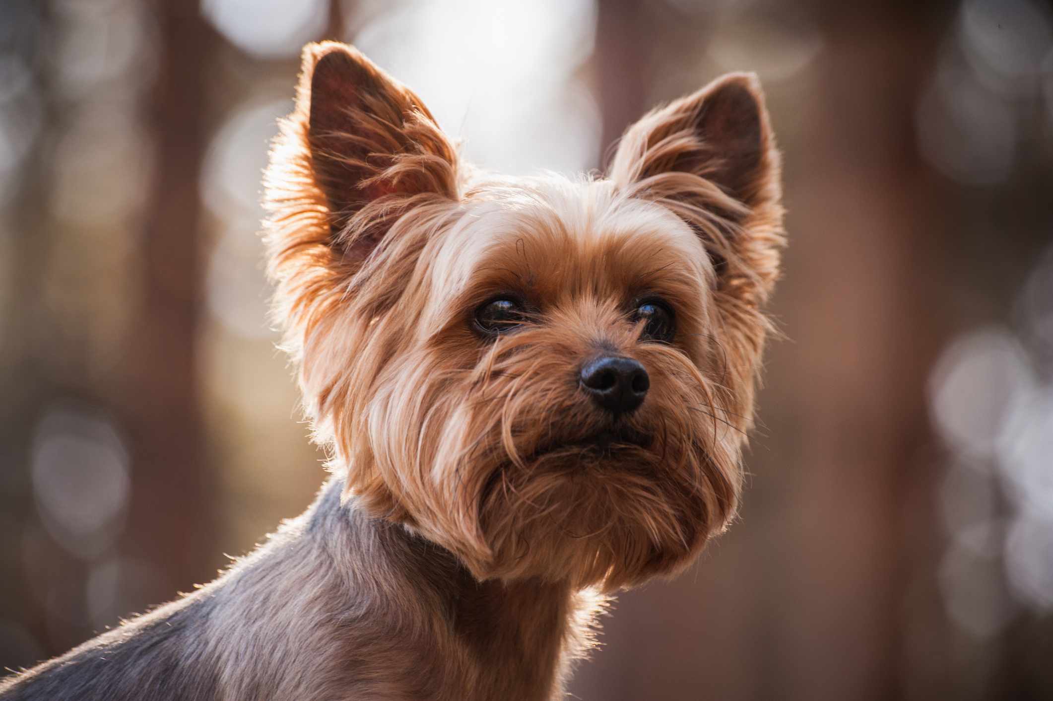 Close up head shot of a Yorkshire Terrier