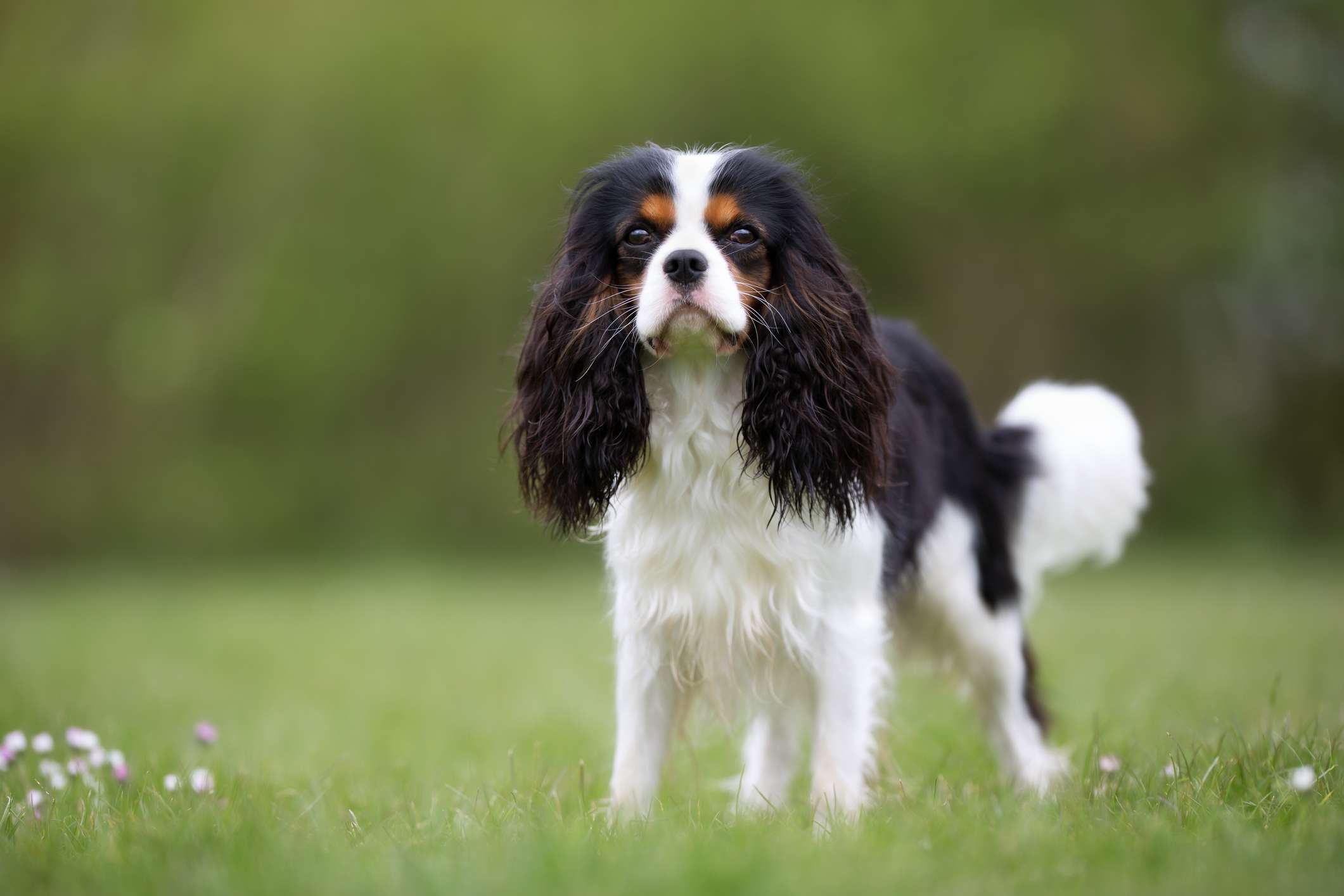 Tri-color Cavalier King Charles Spaniel standing on grass