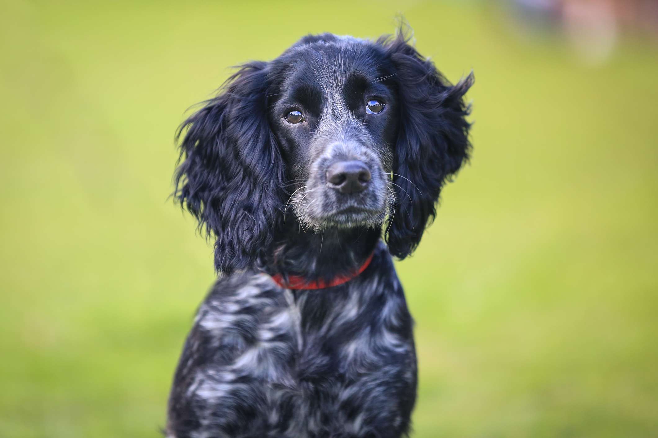 Black and white ticked English Cocker Spaniel against green background
