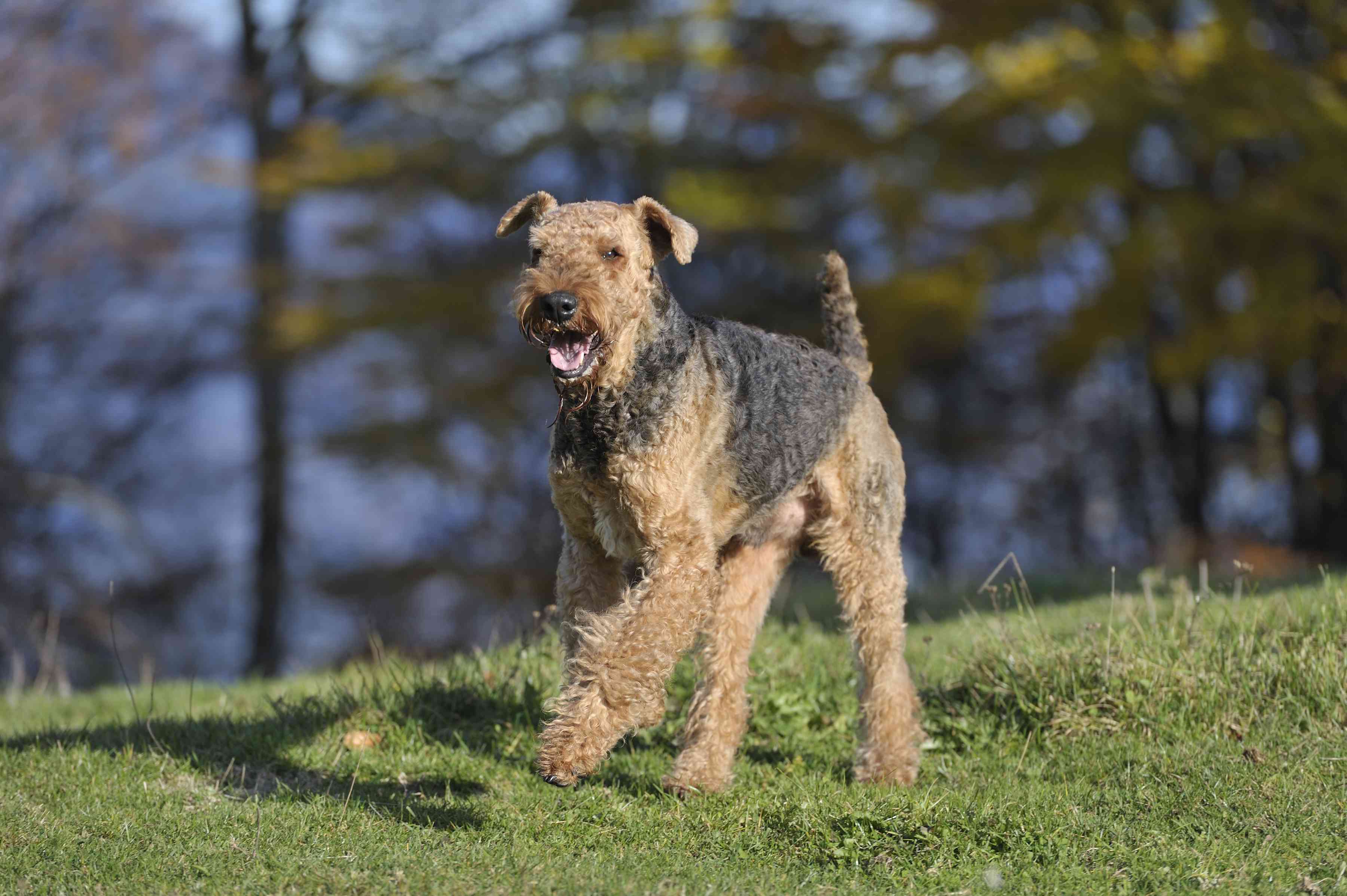 Airedale Terrier running across grass in front of trees