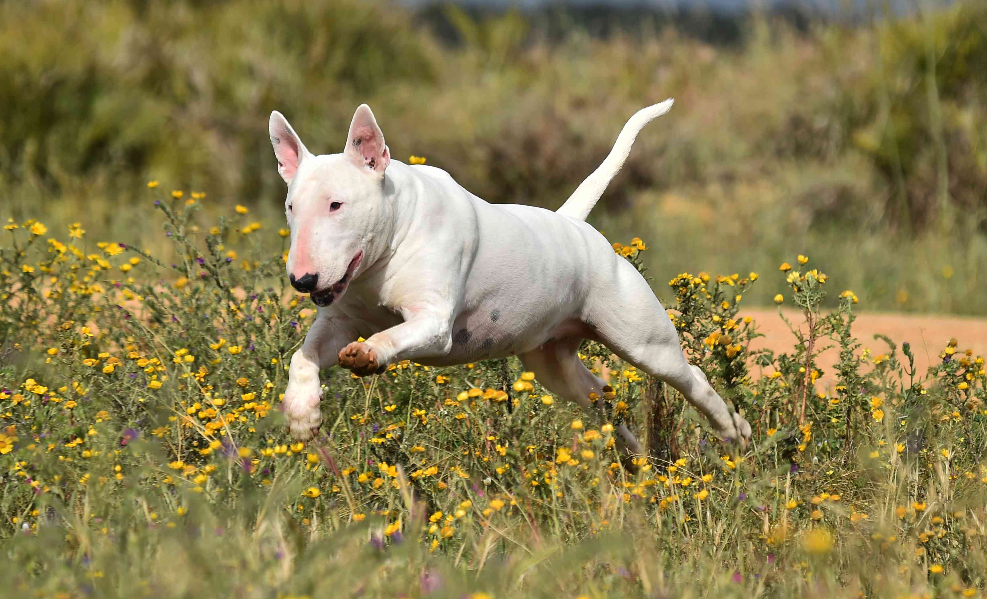 White Bull Terrier running through a meadow