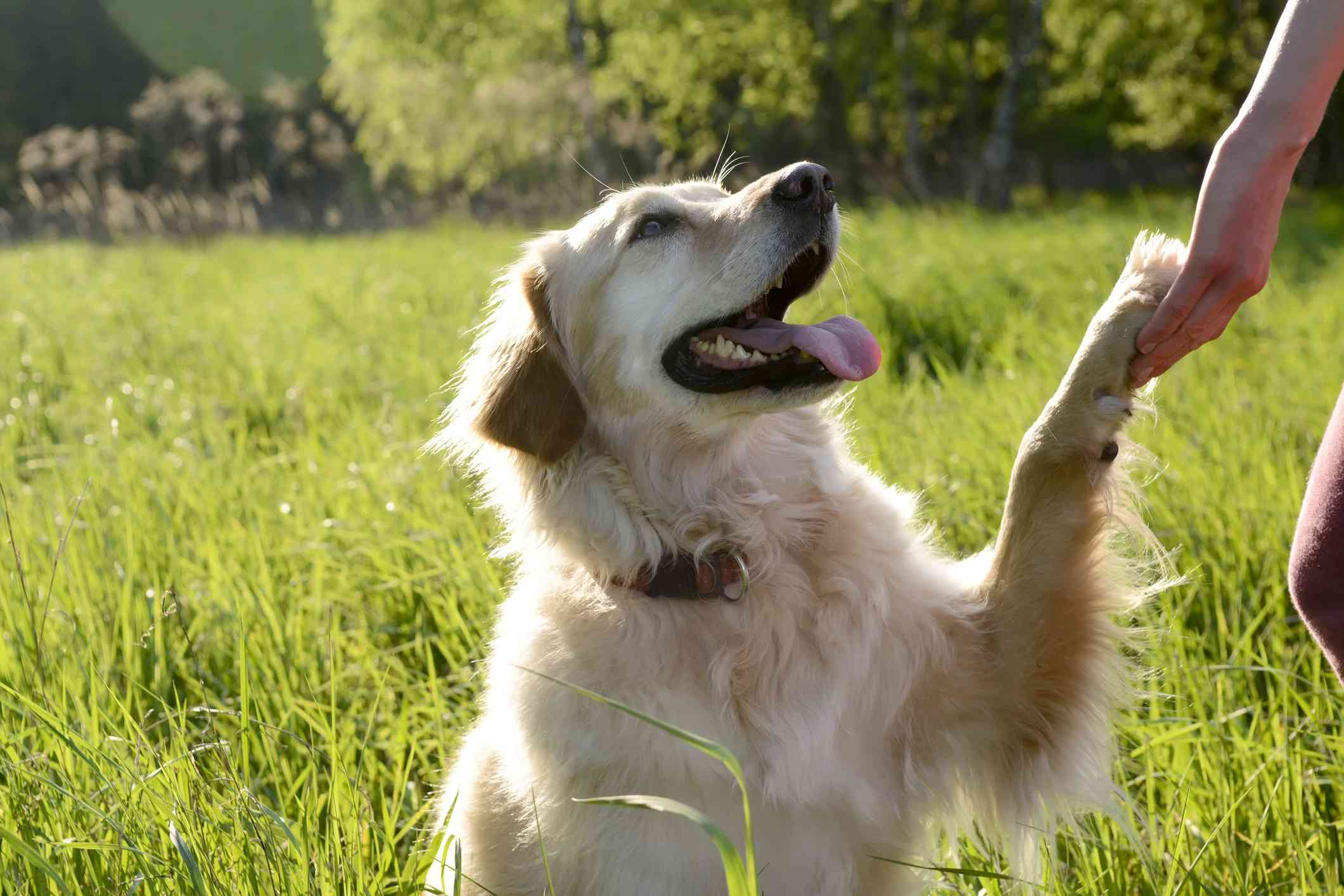 Golden Retriever giving unseen owner a paw in a field of long grass
