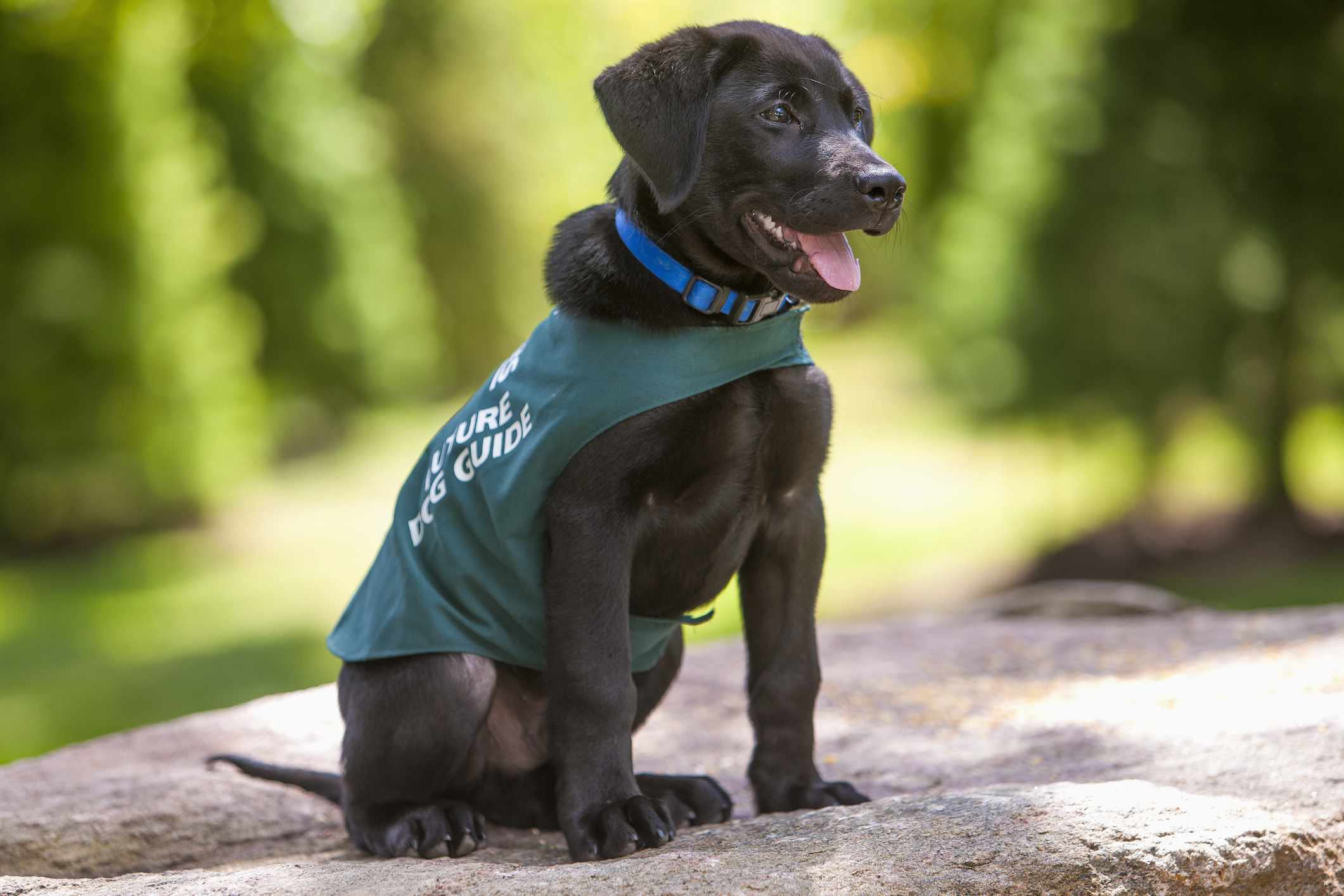 Labrador puppy wearing green guide dg in training vest and sitting on a rock
