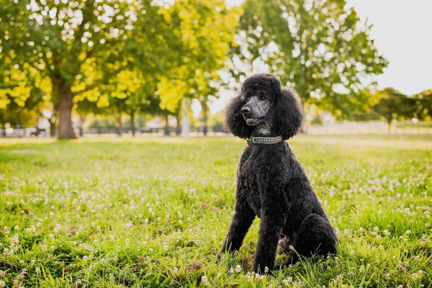 poodle sitting in grass