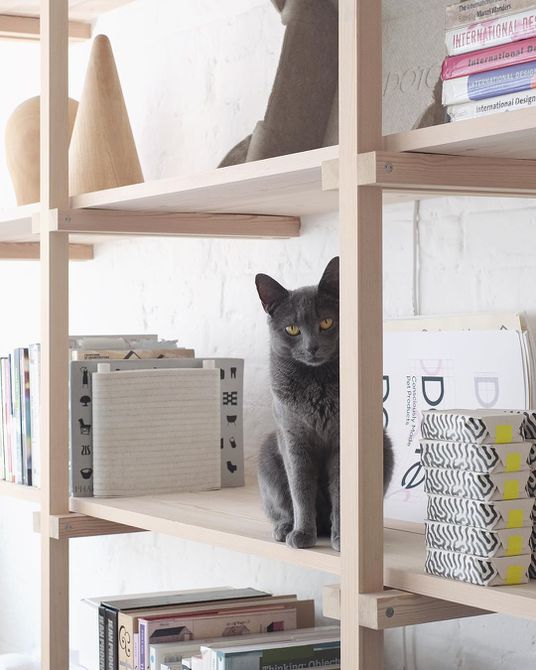 Gray cat sitting on a bookshelf