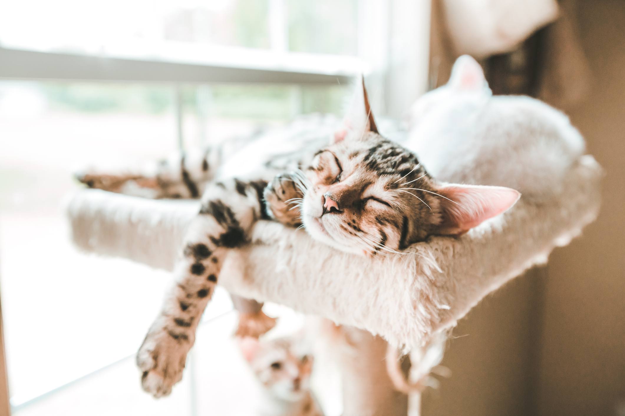 Tiger-striped cat sleeping on a cat ledge.